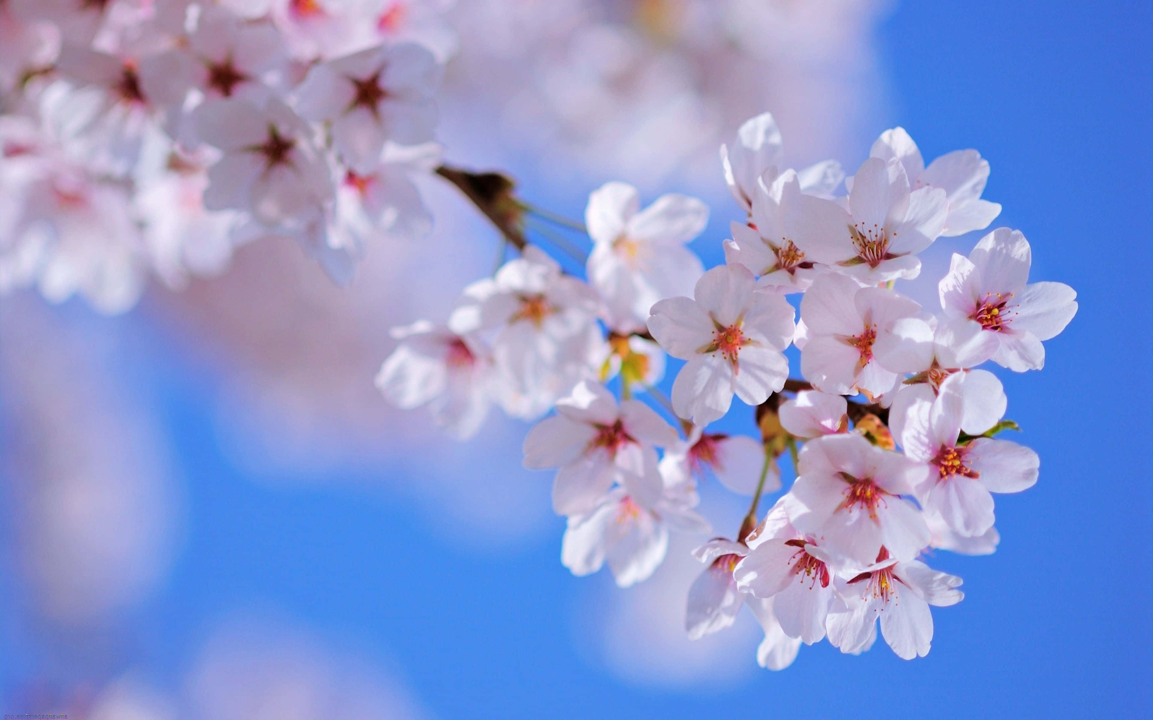 Spring Bloom 桌布 壁紙 — 柔和的粉紅櫻花在柔焦效果下，在清澈的藍天中鮮明綻放。