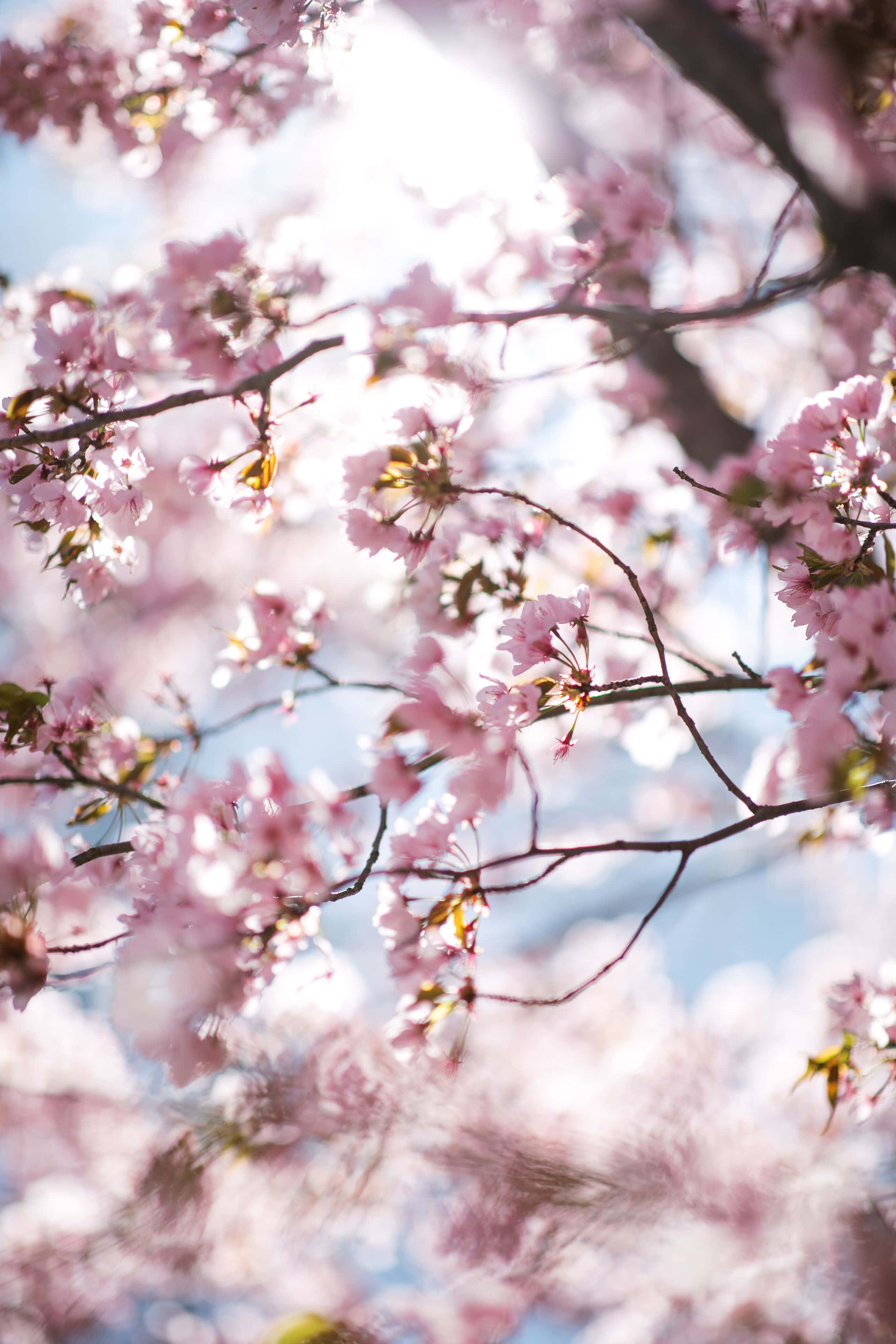 Spring Sunshine 桌布 壁紙 — 柔和的粉紅櫻花在樹枝上盛開，襯托著明亮的藍天和穿透的陽光。