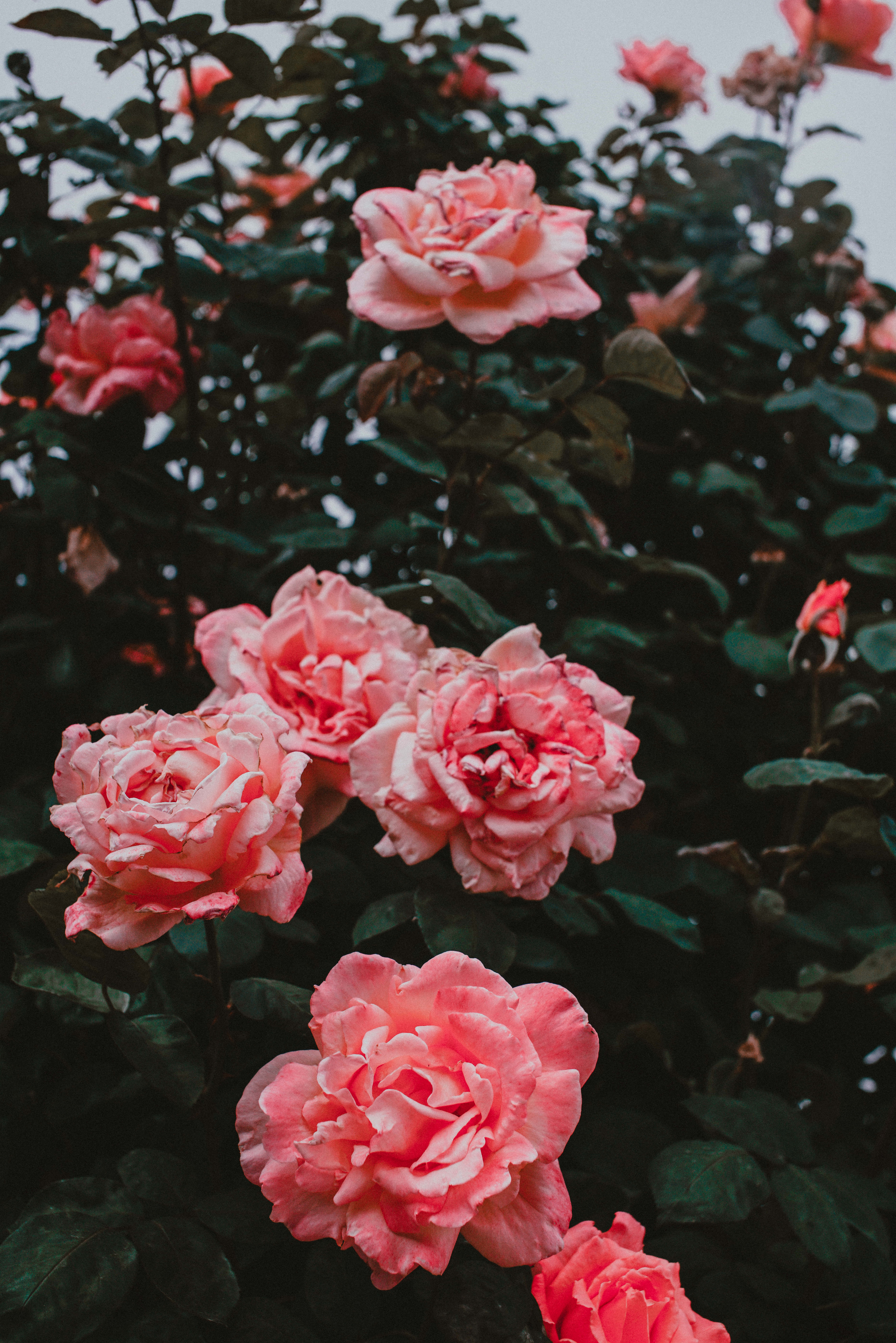 Tumblr Flower 桌布 壁紙 — 柔和的粉紅玫瑰在擴散的日光下，在深綠色葉片襯托下茂盛綻放。