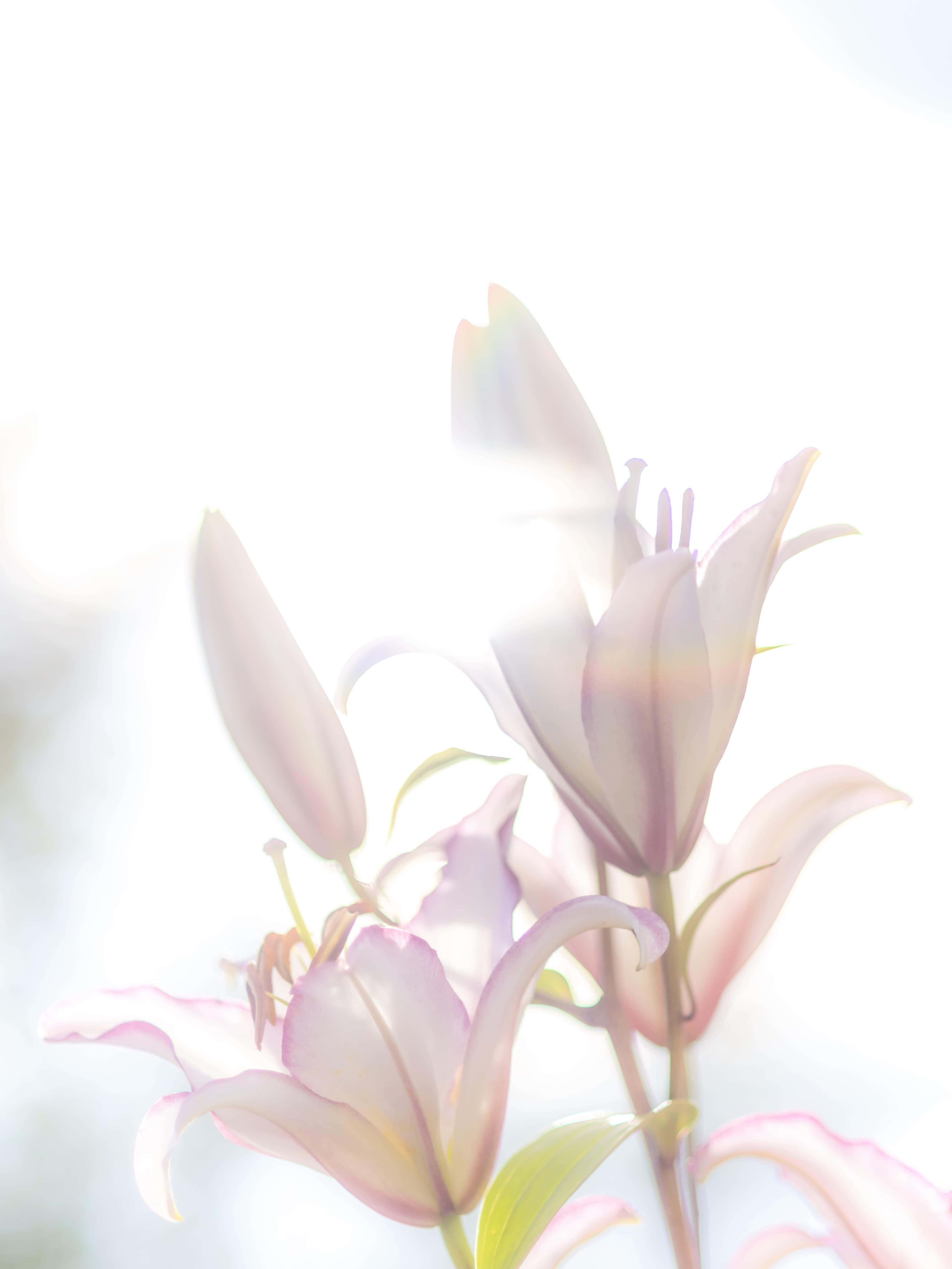 lily 桌布 壁紙 — 柔和的粉紅百合在空靈的背光下閃耀，營造出夢幻而明亮的 floral 場景。
