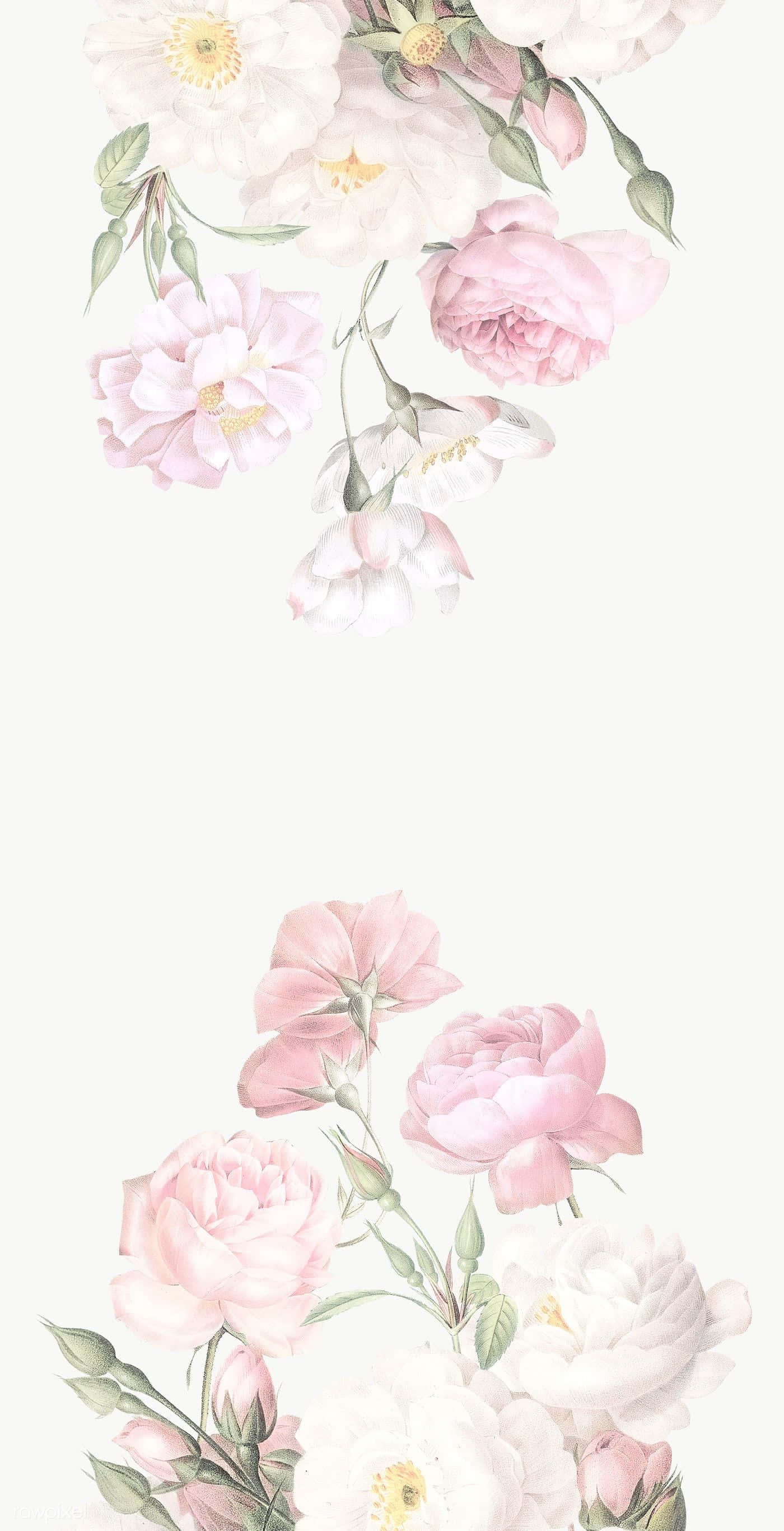 Elegant Floral 桌布 壁紙 — 柔和的粉紅與白色玫瑰，配以綠色莖幹，在淡奶油色背景上以精緻水彩風格優雅地層疊。