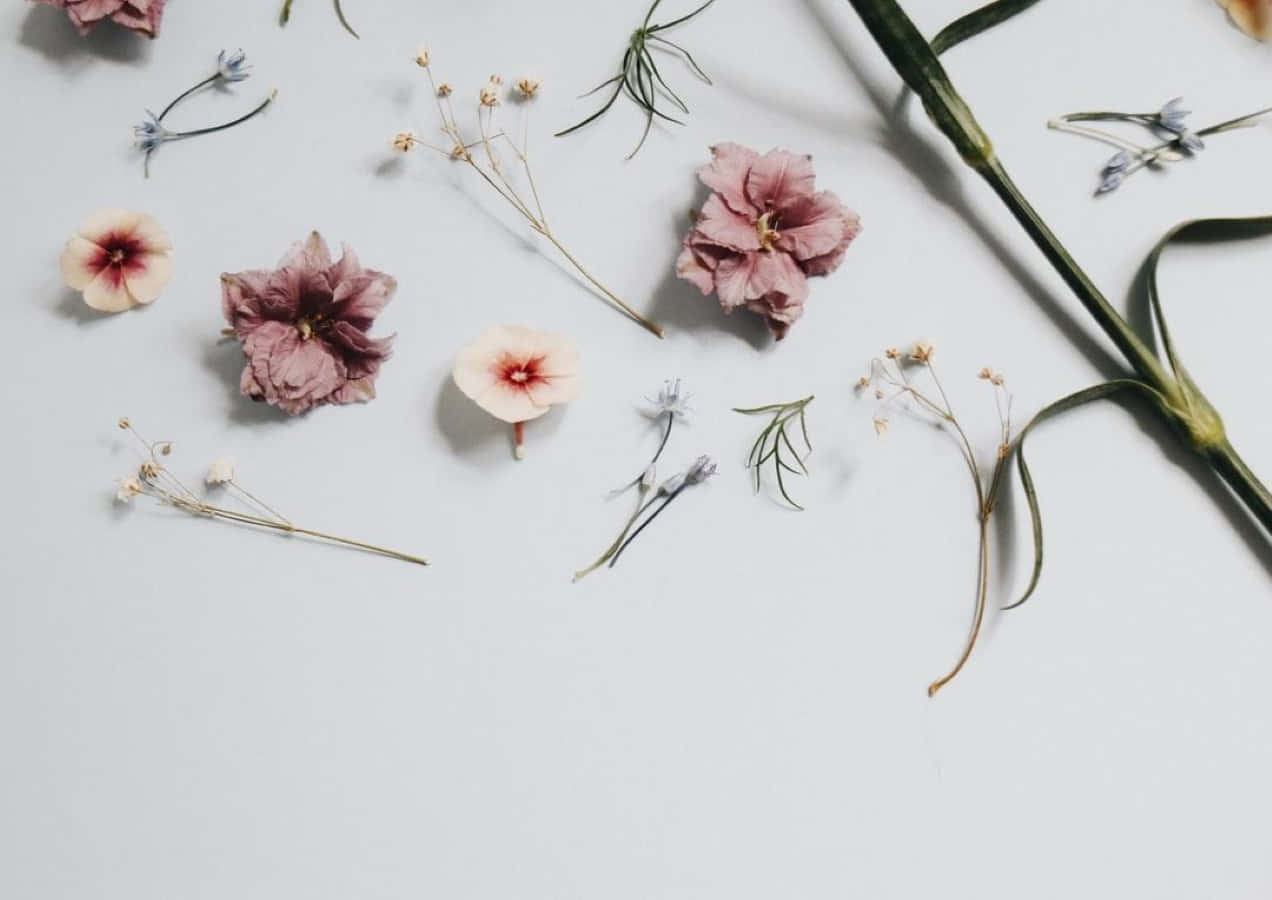 Vintage Aesthetic Plant 桌布 壁紙 — 柔和的粉紅色、白色和綠色乾燥花朵和莖桿散落在極簡的淺灰色表面上。