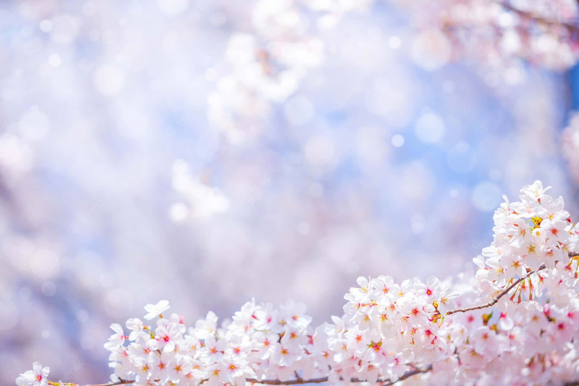 Beautiful Spring 桌布 壁紙 — 柔和的粉紅色櫻花在夢幻般的藍天和柔和散景背景下細膩綻放。