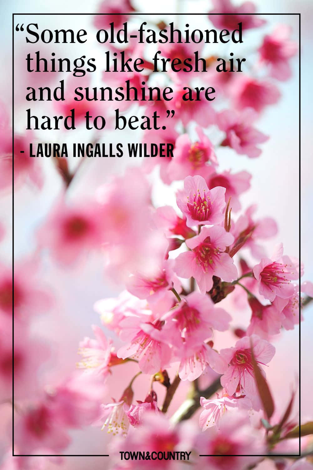 Spring Quotes 桌布 壁紙 — 柔和的粉紅色櫻花在朦朧的天空下盛開，並帶有引文疊加。