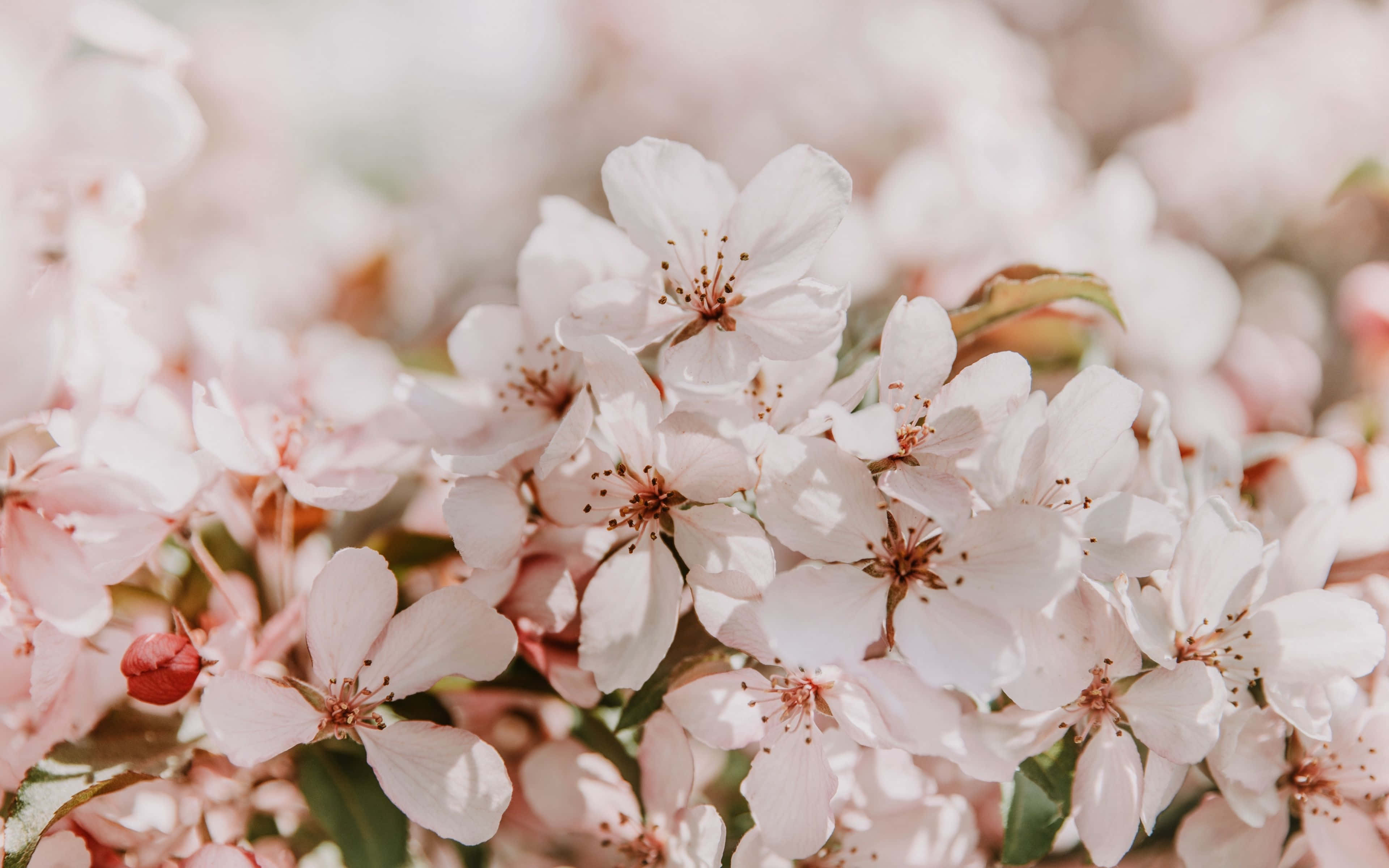 Spring Bloom 桌布 壁紙 — 柔和的粉紅色櫻花在模糊的背景上細膩地綻放，溫柔的陽光穿透而過。