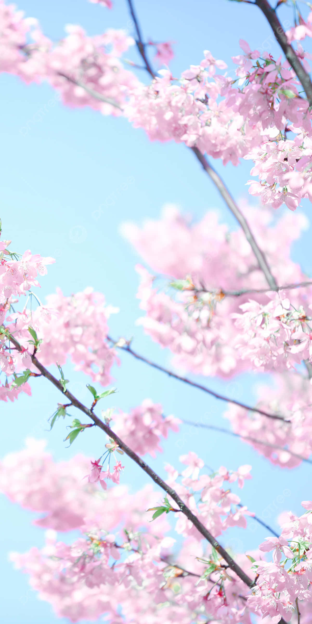 Spring iPhone 桌布 壁紙 — 柔和的粉紅色櫻花在深色樹枝上密集盛開，映襯著清澈明亮的藍天。