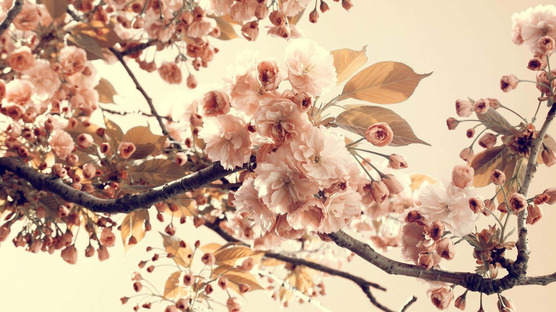Beautiful Retro 桌布 壁紙 — 柔和的粉紅色櫻花在深色樹枝上密集綻放，背景是溫暖的米色天空。