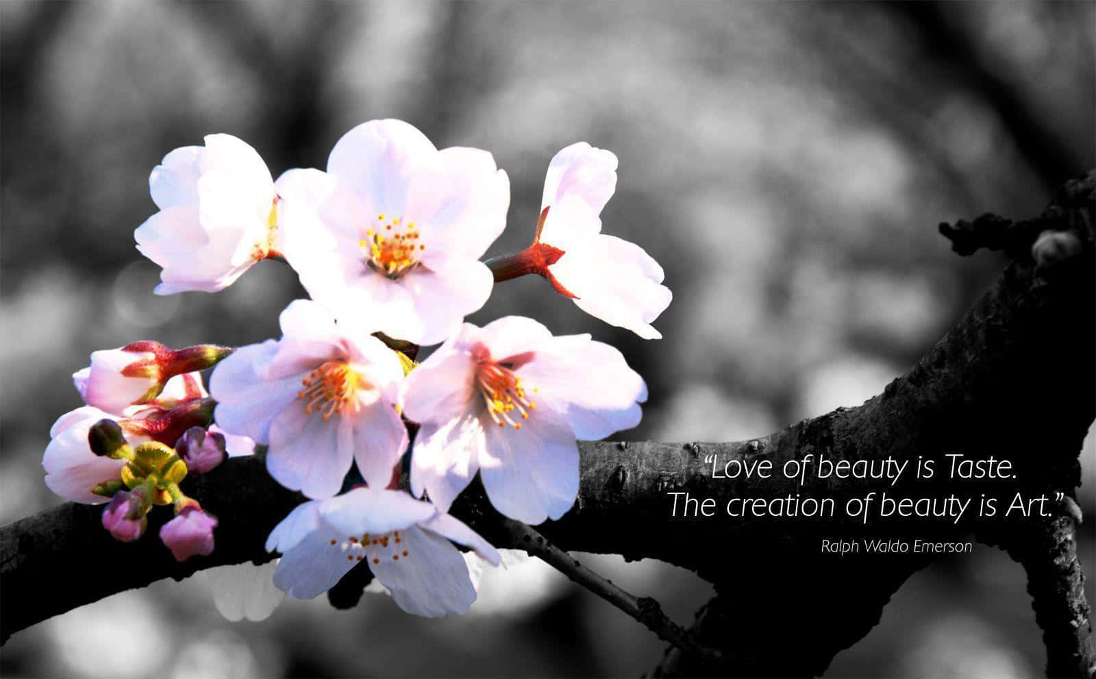 Health And Beauty 桌布 壁紙 — 柔和的粉紅色櫻花在深色樹枝上盛開，背景為單色模糊，並附有愛默生名言。