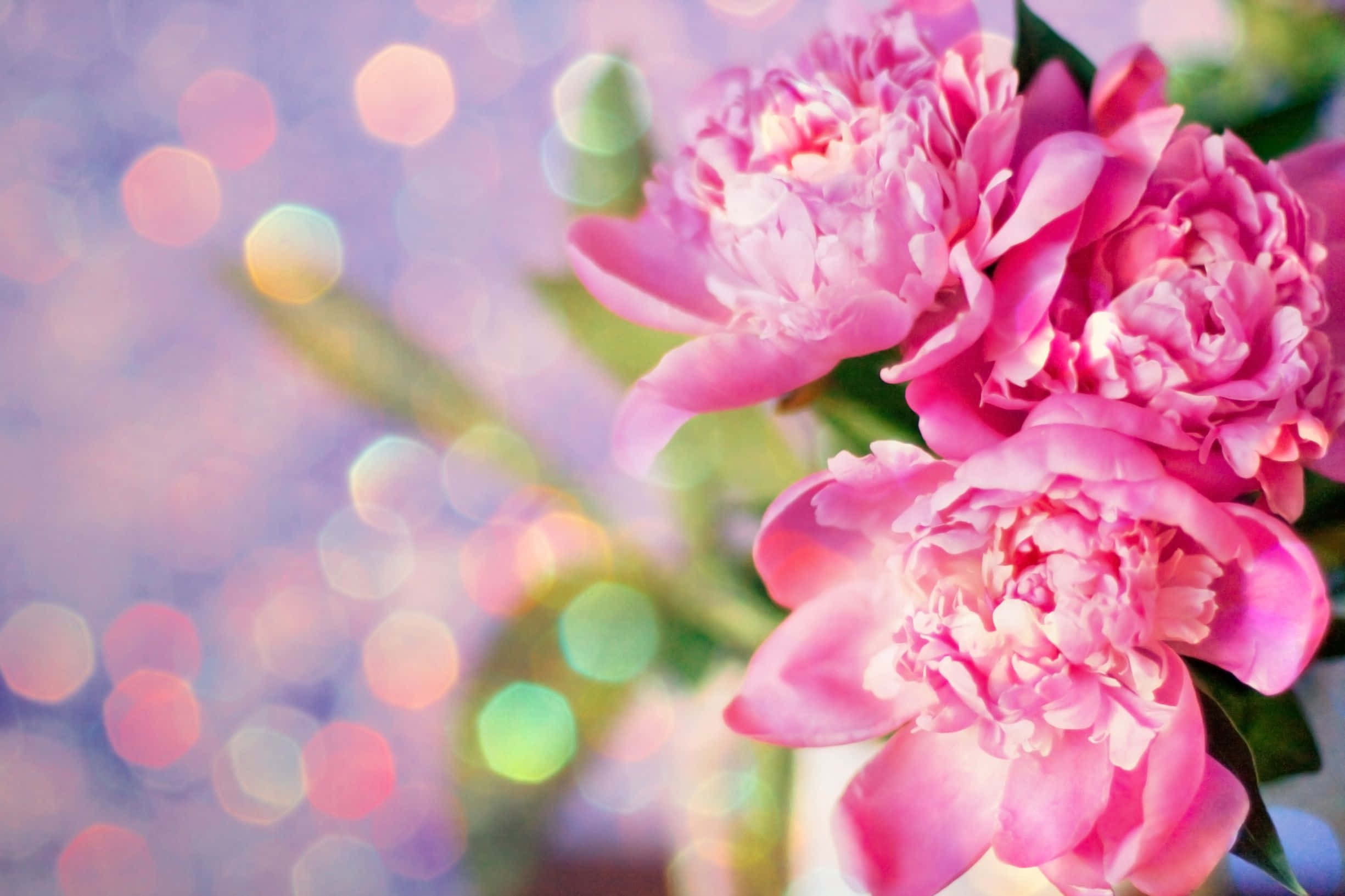 Peony 桌布 壁紙 — 柔和的粉紅色牡丹在夢幻般的散景背景中綻放，背景是柔和的光線和綠色的莖。