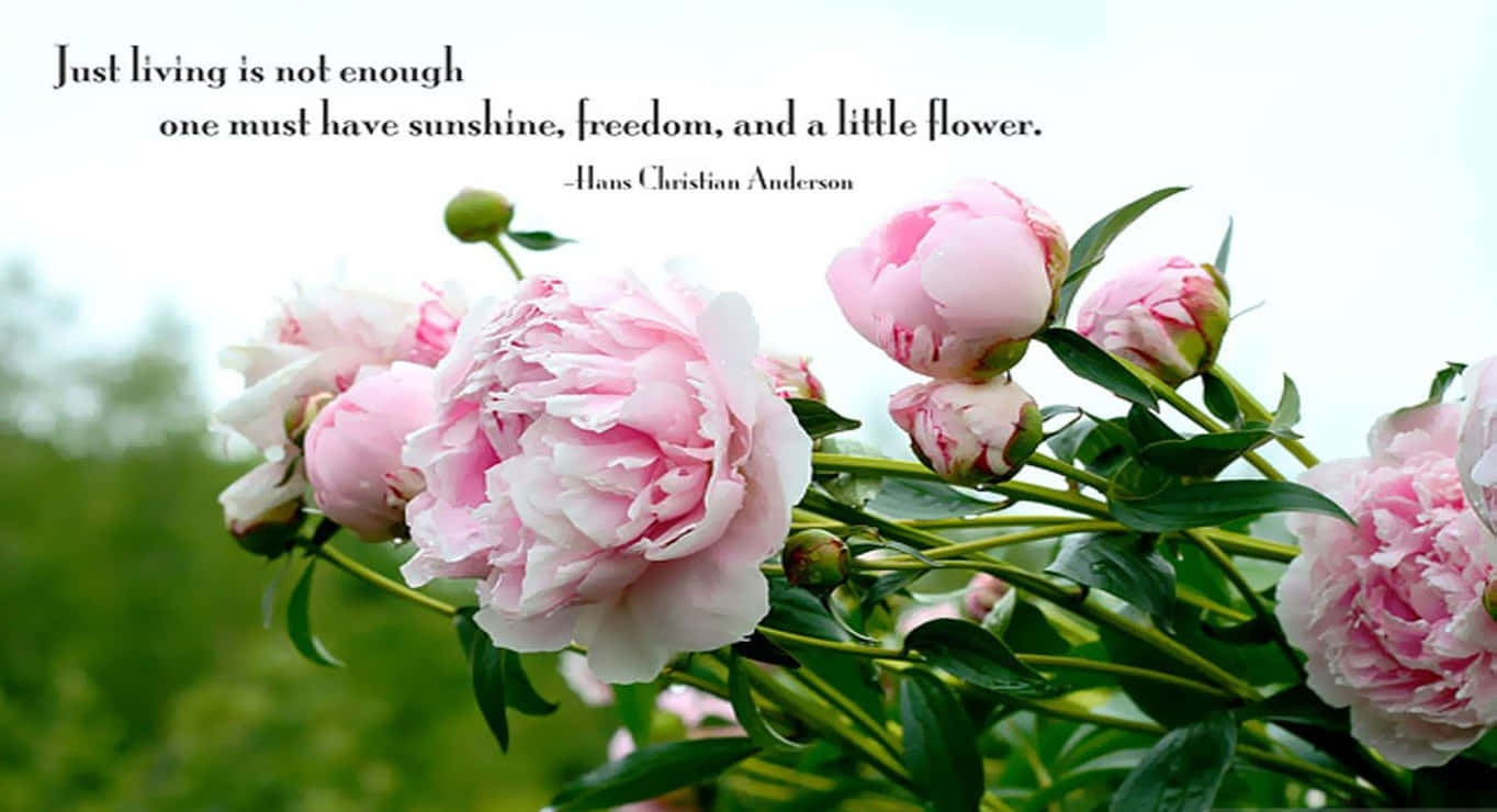 Spring Quotes 桌布 壁紙 — 柔和的粉紅色牡丹在明亮的日光下，以模糊的綠色田野為背景，茂盛地綻放，並帶有詩意的引言覆蓋層。