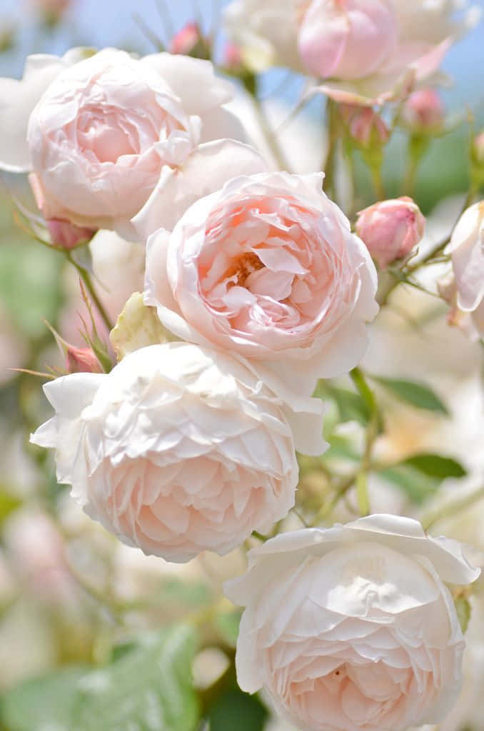 English Rose Garden 桌布 壁紙 — 柔和的粉紅色玫瑰在溫柔的陽光下盛開，帶有精緻的花瓣和綠色的莖，背景是模糊的藍天。