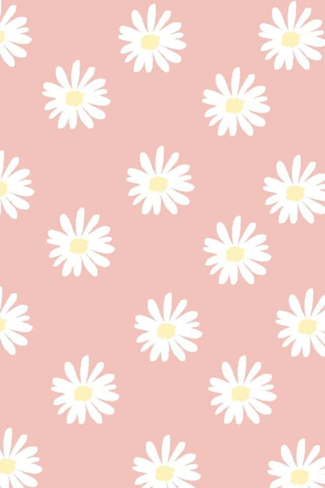 Cute Flower 桌布 壁紙 — 柔和的粉紅色背景，點綴著散落的白色雛菊，帶有淡黃色的花心。