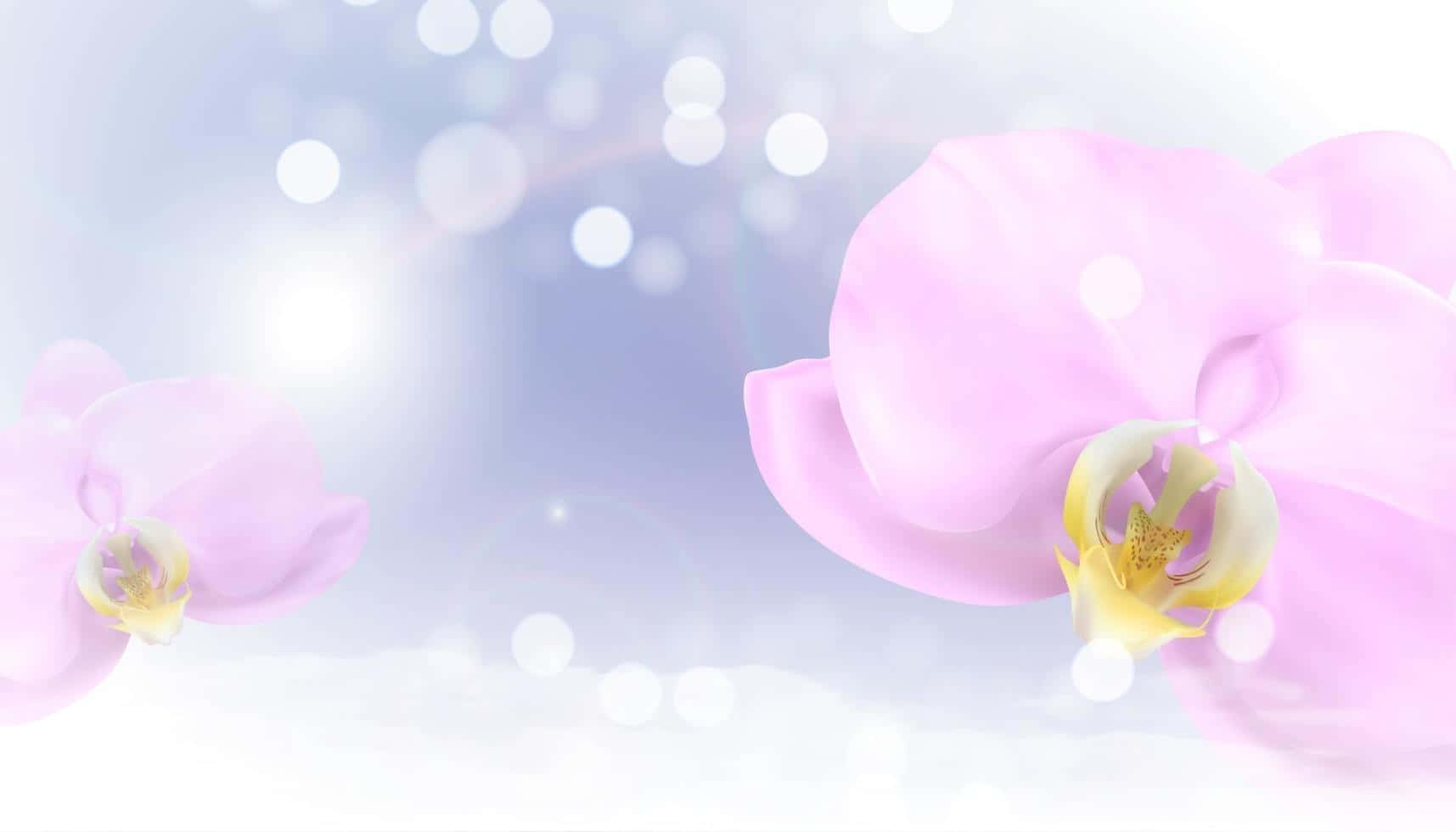 Orchid 桌布 壁紙 — 柔和的粉紅色蘭花在夢幻的藍白色散景背景中綻放，帶有柔和的光暈。