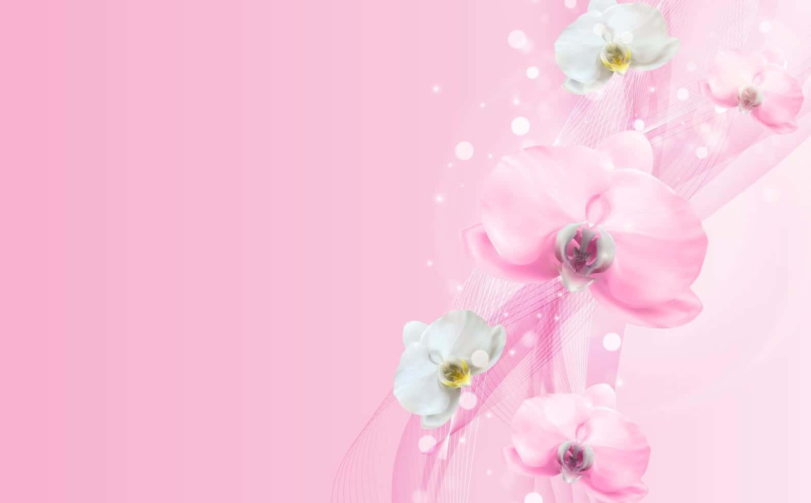Orchid 桌布 壁紙 — 柔和的粉紅蘭花在夢幻般的漸變背景上優雅地漂浮，帶有閃爍的光效。