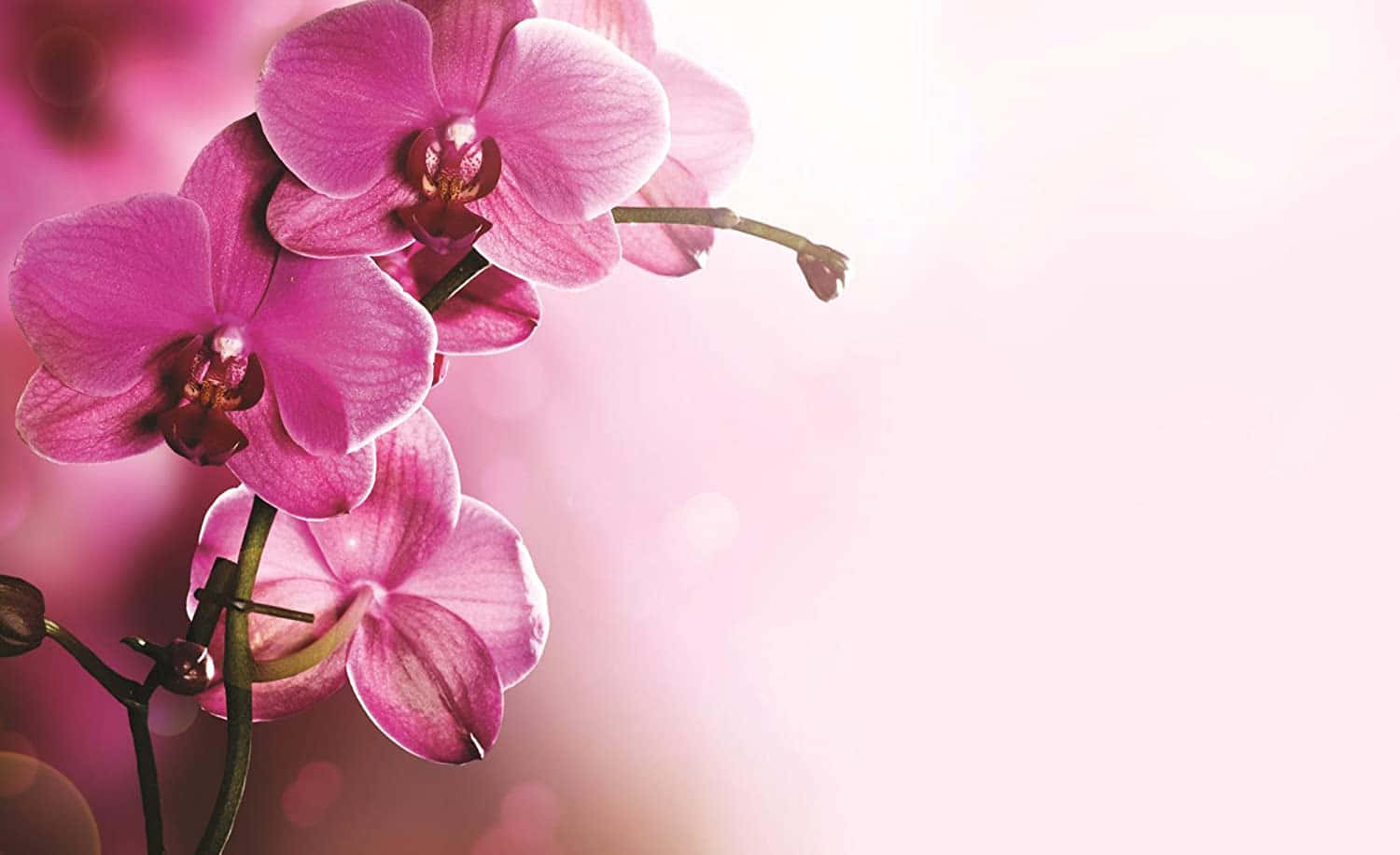 Orchid 桌布 壁紙 — 柔和的粉紅蘭花在夢幻般的粉彩背景上優雅綻放，帶有輕柔的散景高光。