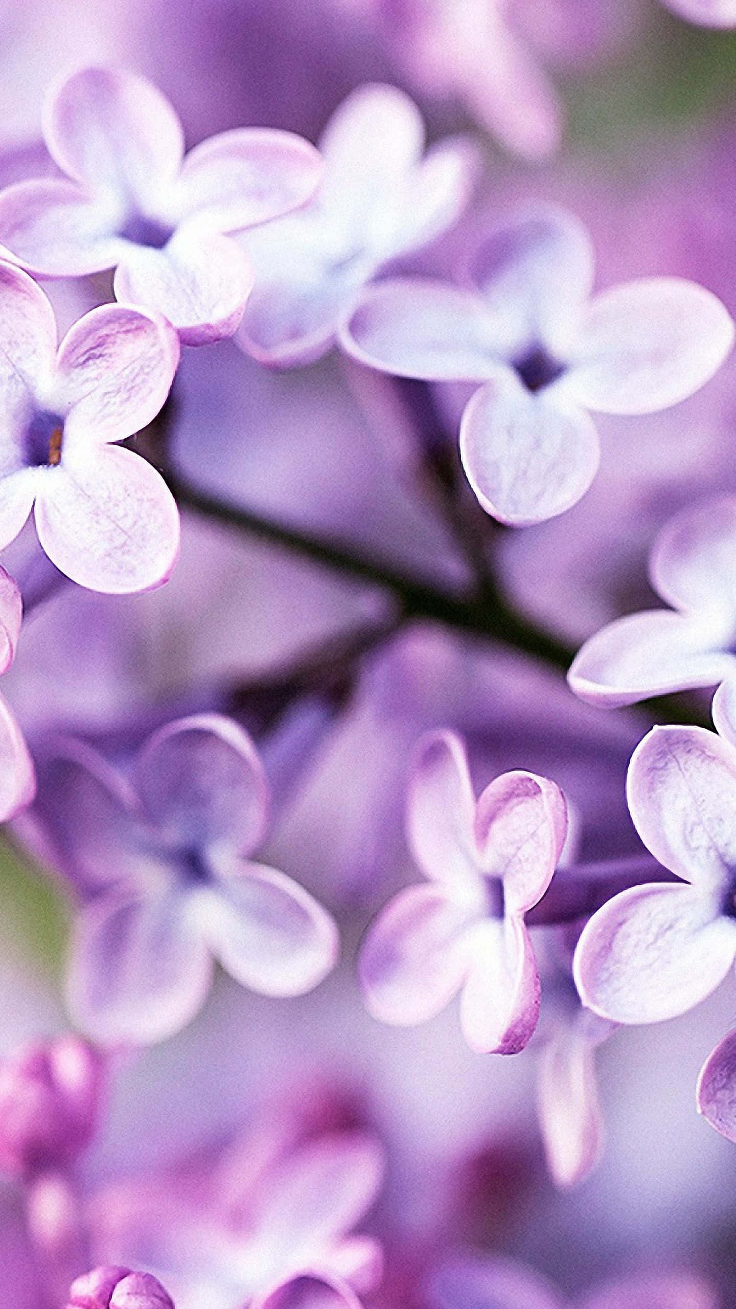 花 桌布 壁紙 — 柔和的紫色丁香花在細膩對焦中，模糊的背景營造出夢幻的花卉特寫。
