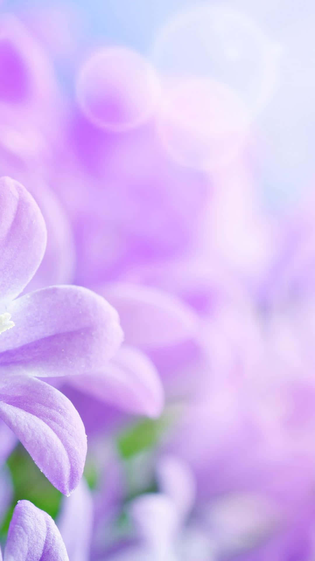 Flower Phone 桌布 壁紙 — 柔和的紫色花朵在夢幻般的藍天和散景光效下輕輕綻放。