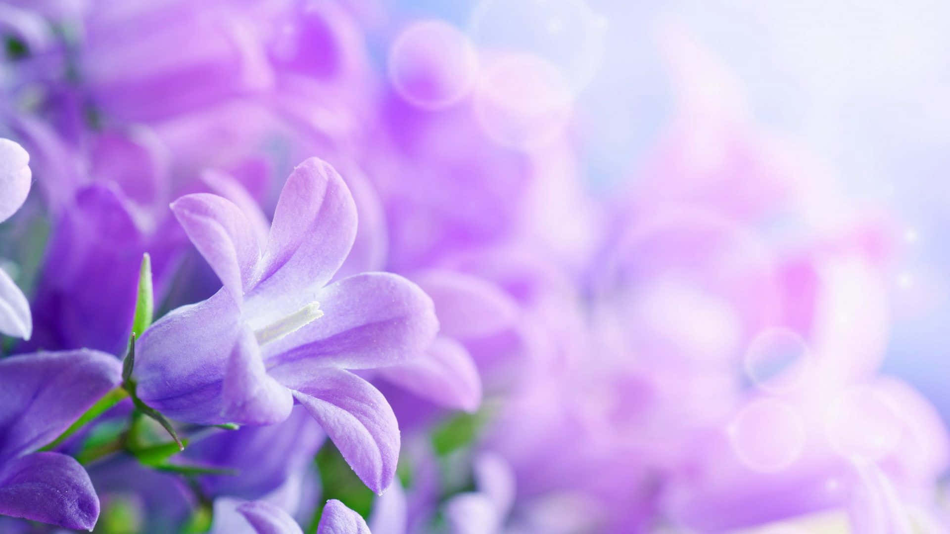 Purple Flowers 桌布 壁紙 — 柔和的紫色風鈴花在夢幻般的柔和散景背景中，伴隨著閃爍的光球，以柔和焦點綻放。