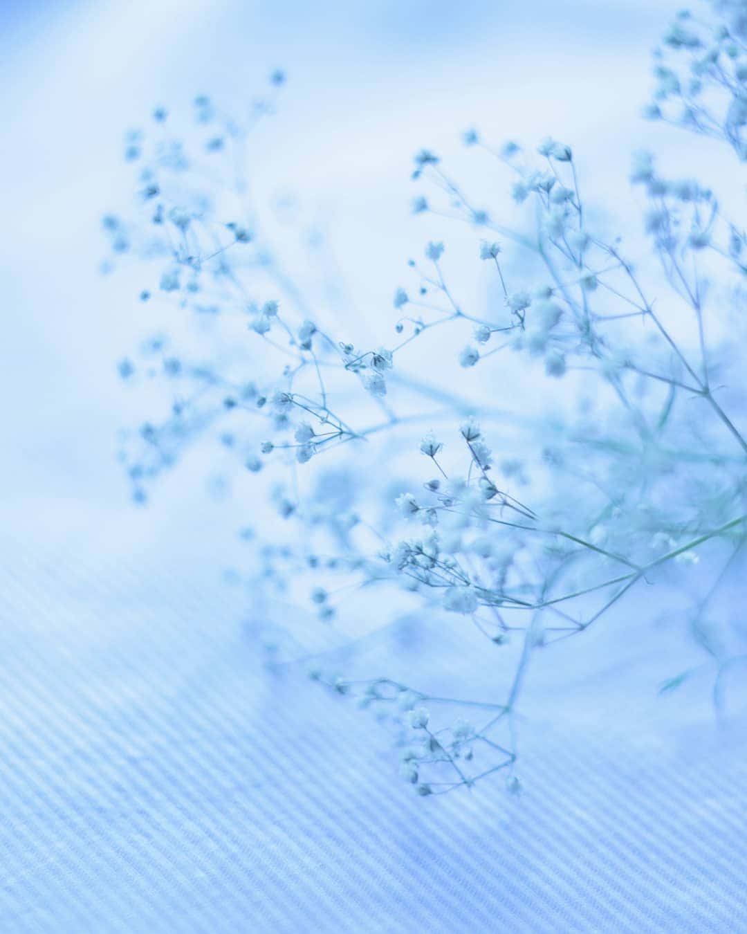 柔和美學 桌布 壁紙 — 柔和的藍色調中精緻的滿天星花朵輕輕地放在有紋理的布料表面上。