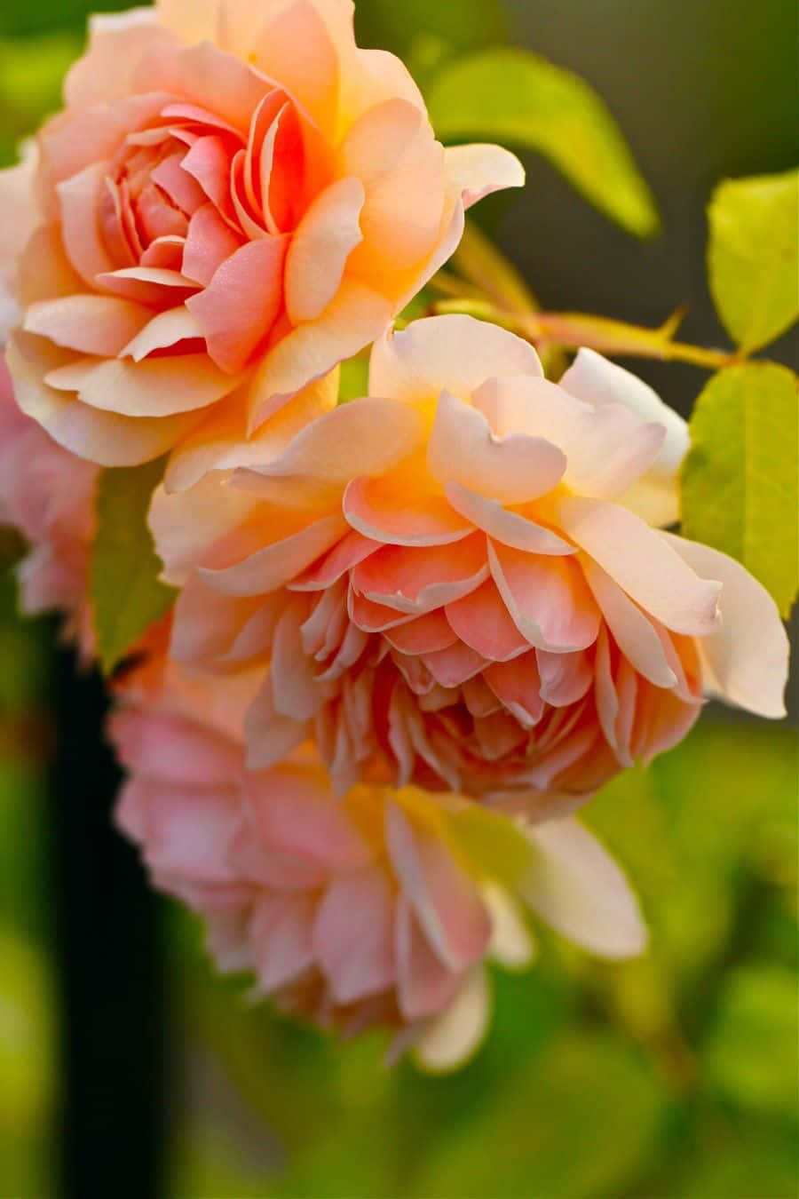 English Rose Garden 桌布 壁紙 — 柔和的蜜桃和奶油玫瑰在模糊的綠色花園背景下層層綻放。