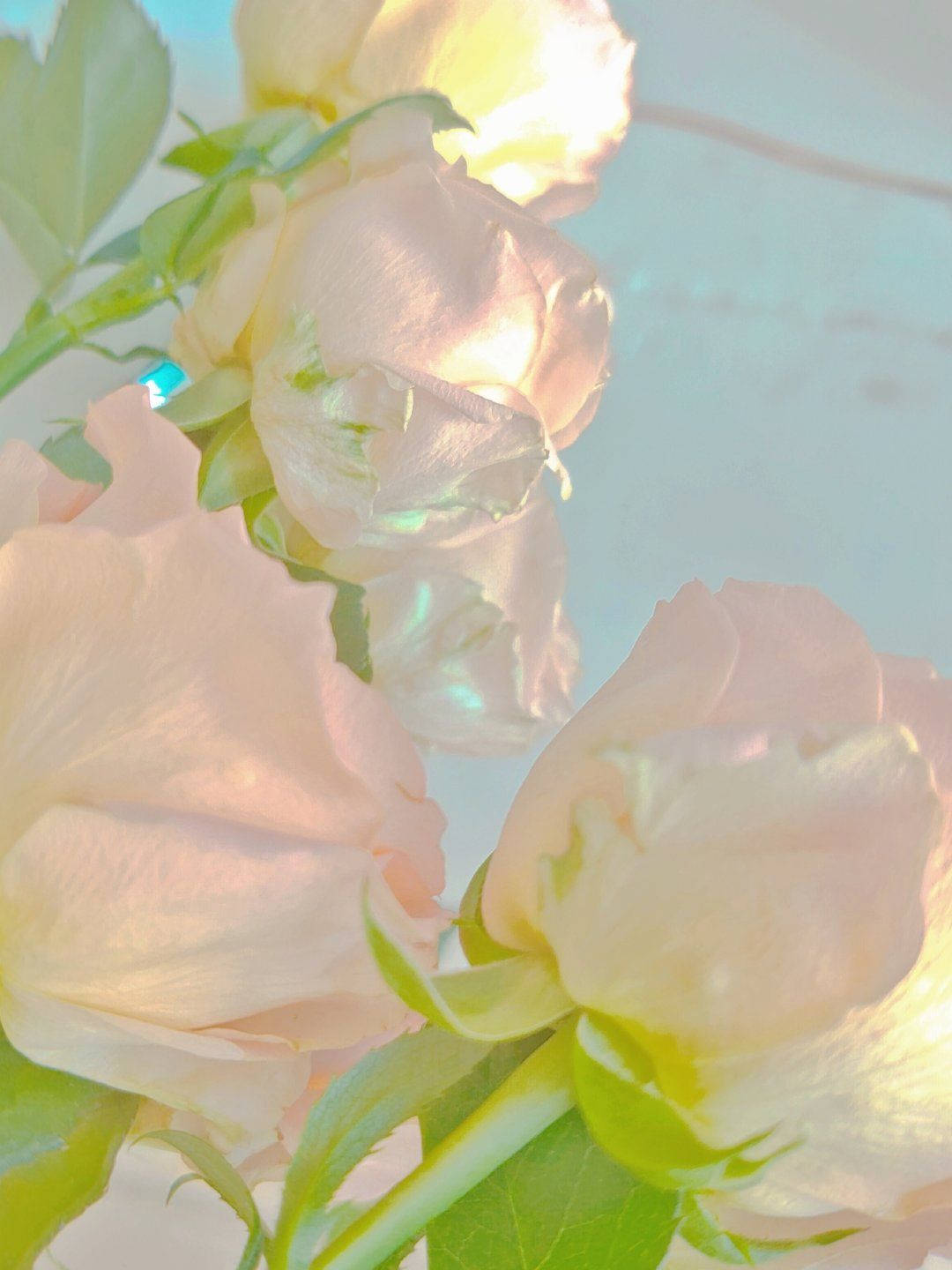 Pinterest Aesthetic 桌布 壁紙 — 柔和的蜜桃玫瑰在溫暖陽光下閃耀，襯以細膩的綠葉和淡藍色背景。
