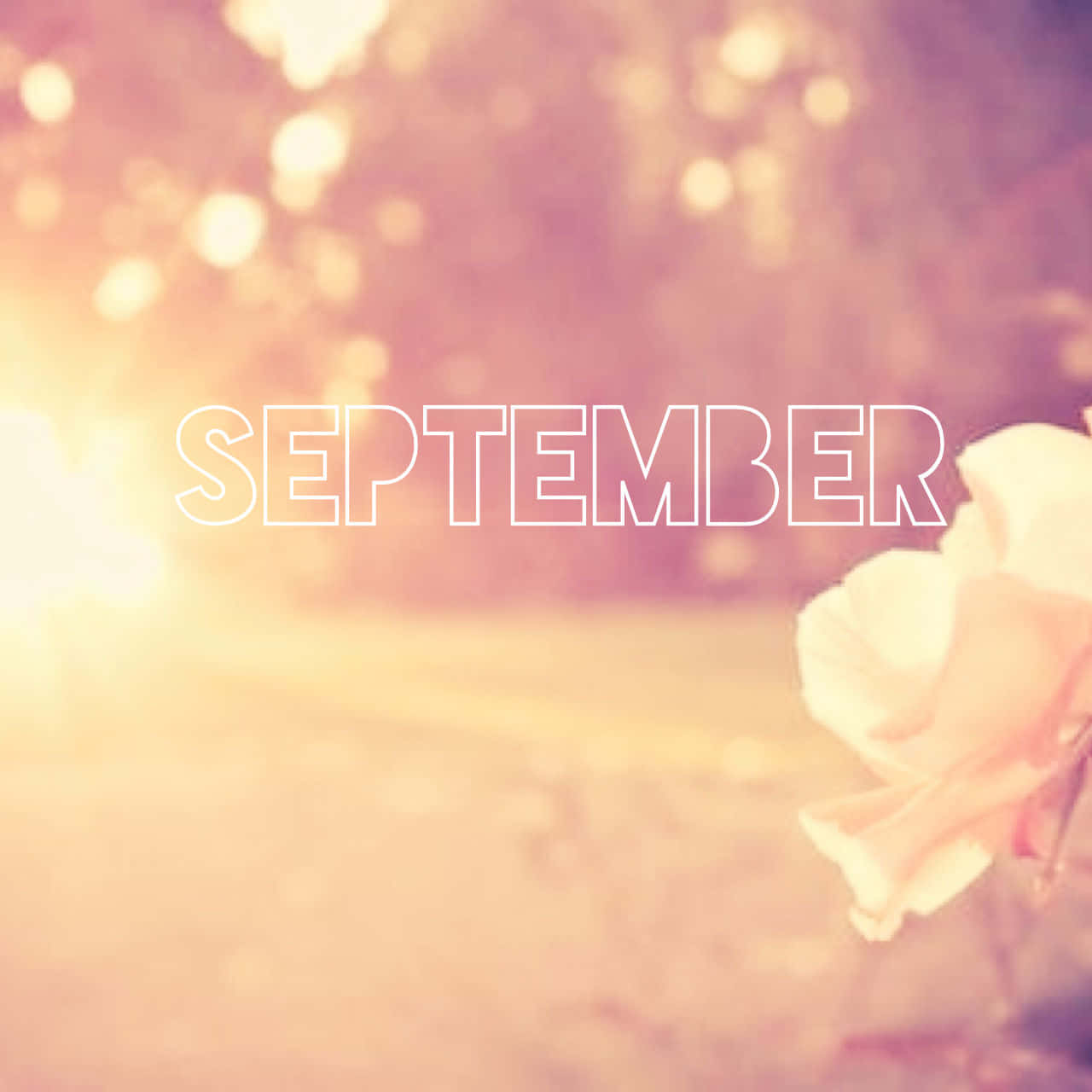 九月 桌布 壁紙 — 柔和粉紅與金色散景燈光在「september」一詞後閃耀，一朵精緻的白玫瑰在溫暖陽光中綻放。