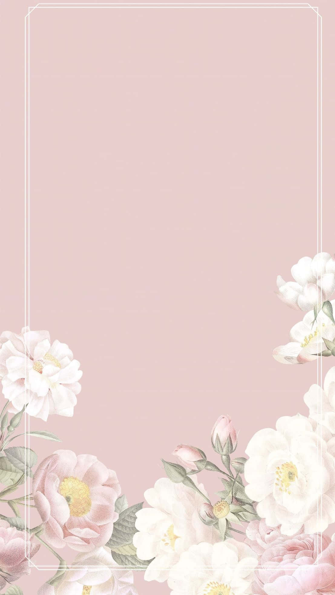 Elegant Floral 桌布 壁紙 — 柔和粉紅色背景，飾以精緻的白色和淡粉紅色牡丹花及綠葉，形成極簡花卉邊框。