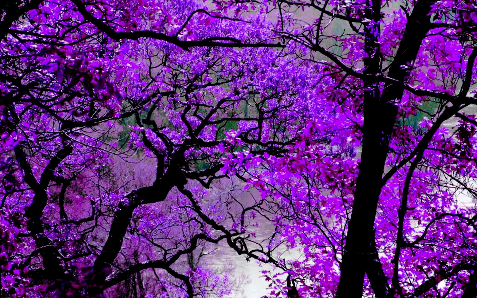 紫色開花的樹木，帶有深色樹枝，映襯著柔和的背景。