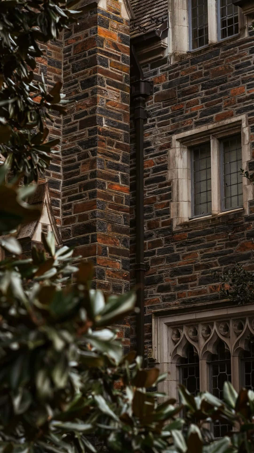 Dark Academia Aesthetic 桌布 壁紙 — 柔和自然光下，一座歷史悠久的石建築特寫，哥德式窗戶被茂密綠葉環繞。