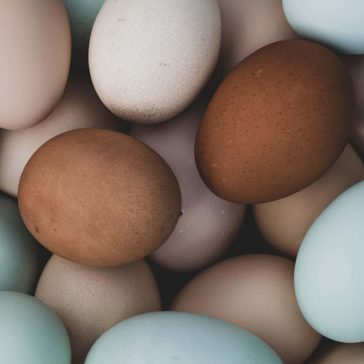 Eggs 桌布 壁紙 — 柔和自然光下，各種粉彩和大地色雞蛋緊密相依的特寫。