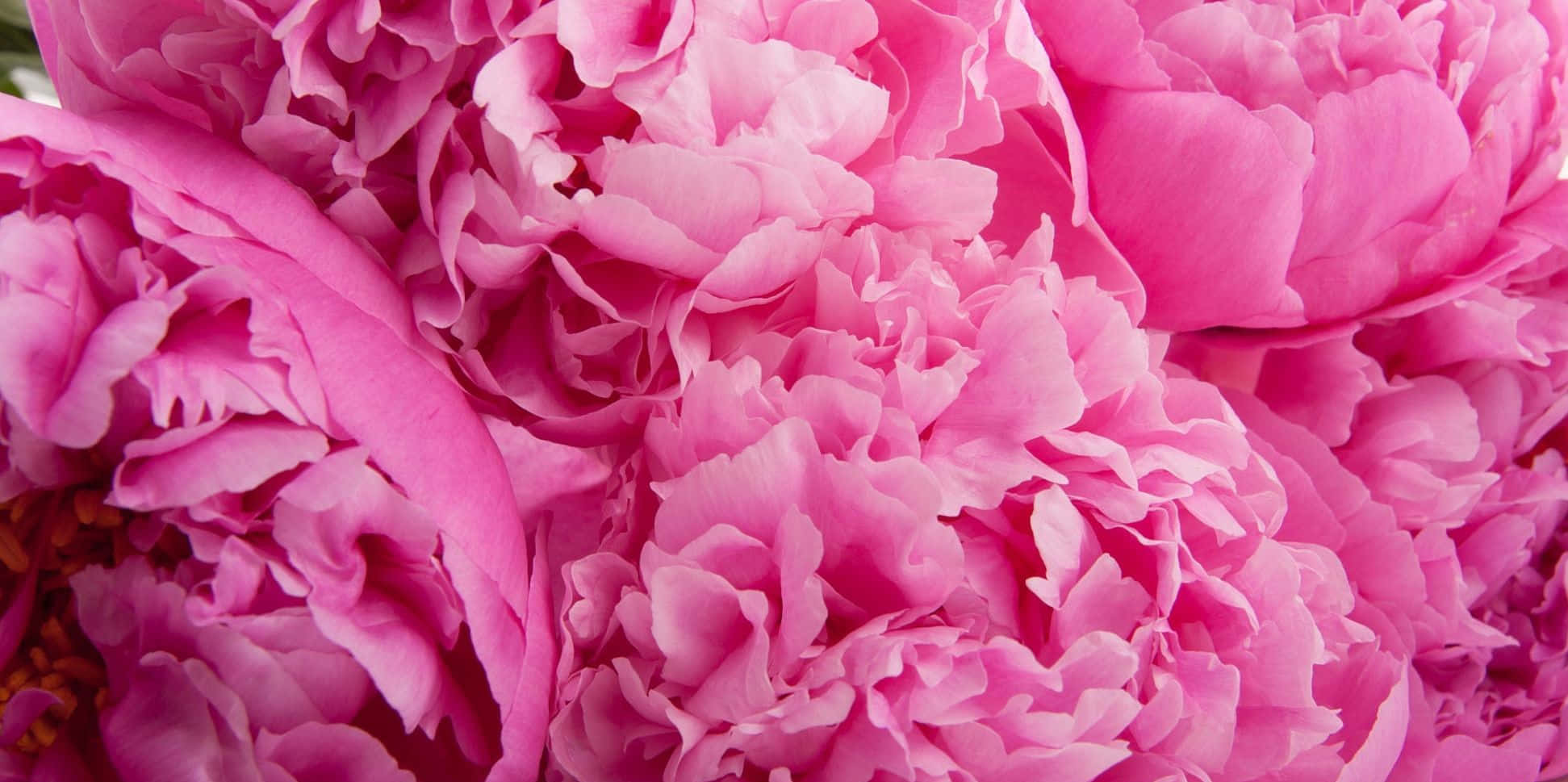 Peony 桌布 壁紙 — 柔和自然光下，層層疊疊的嬌嫩花瓣組成的鮮豔粉紅牡丹的茂盛特寫。