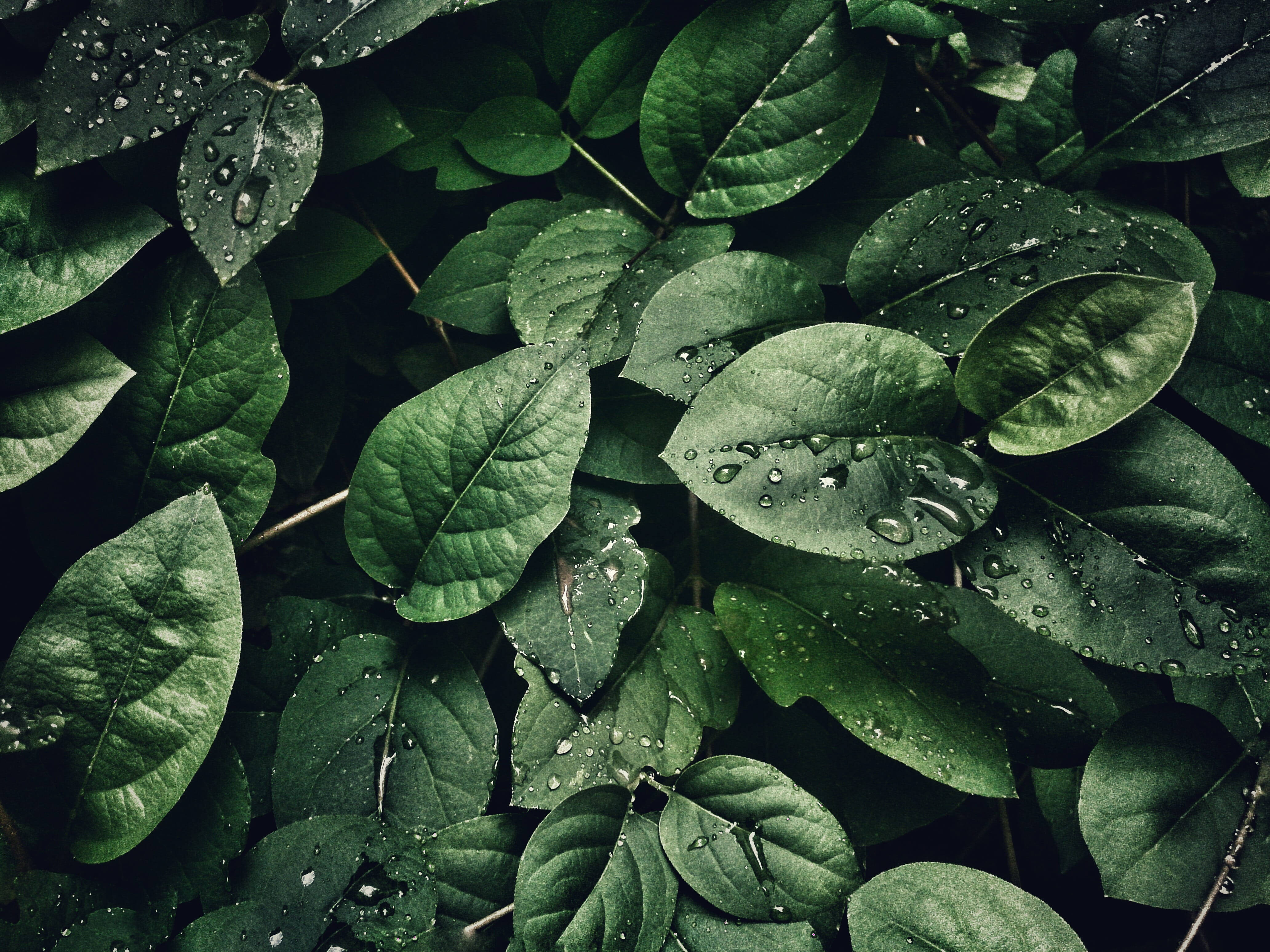 植物美學 桌布 壁紙 — 柔和自然光下，茂密綠葉上閃爍著雨滴的特寫。