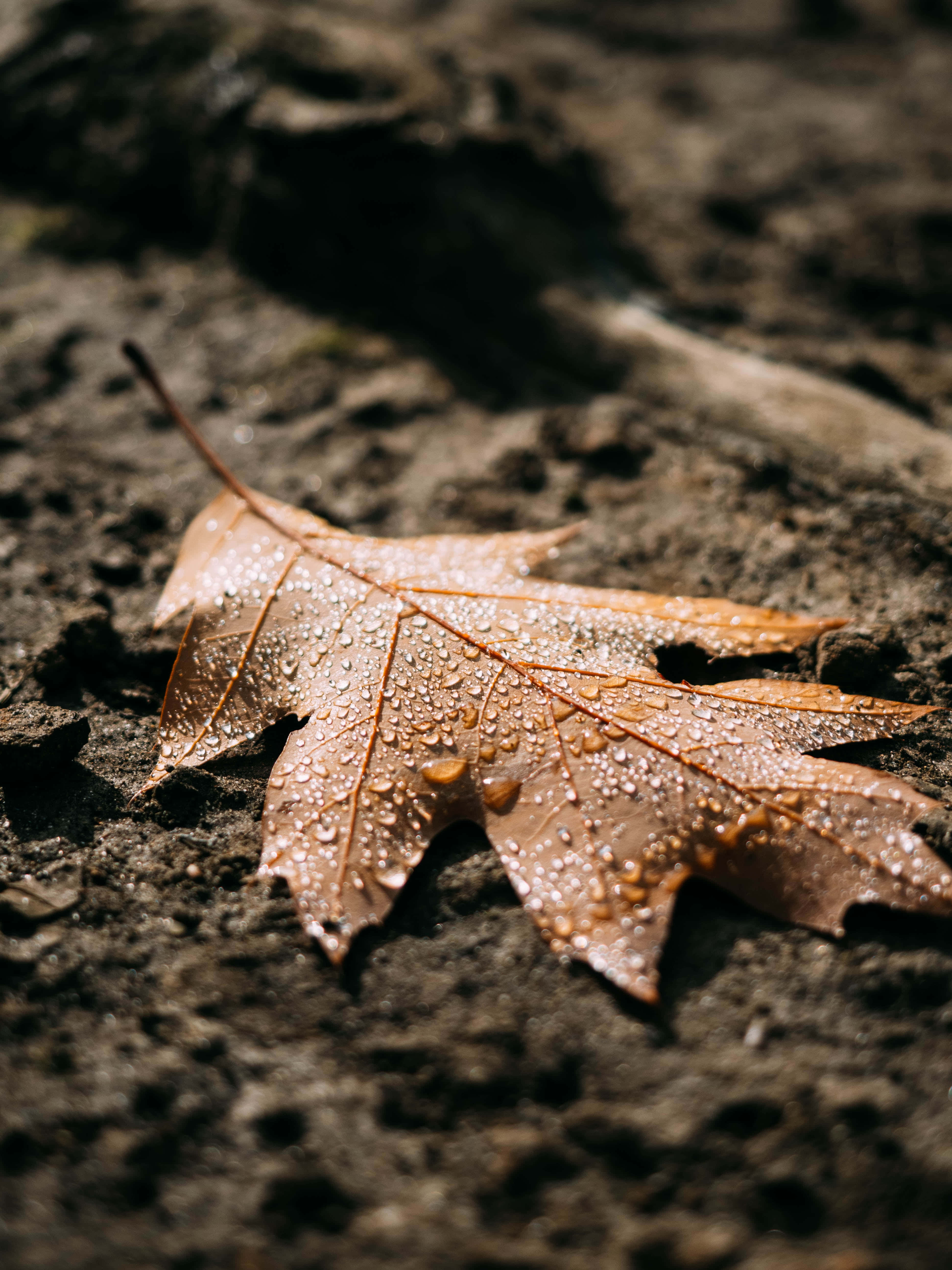 Fall Rain 桌布 壁紙 — 柔和陽光下，深色有紋理的泥土上，一片帶有露珠的棕色楓葉特寫。