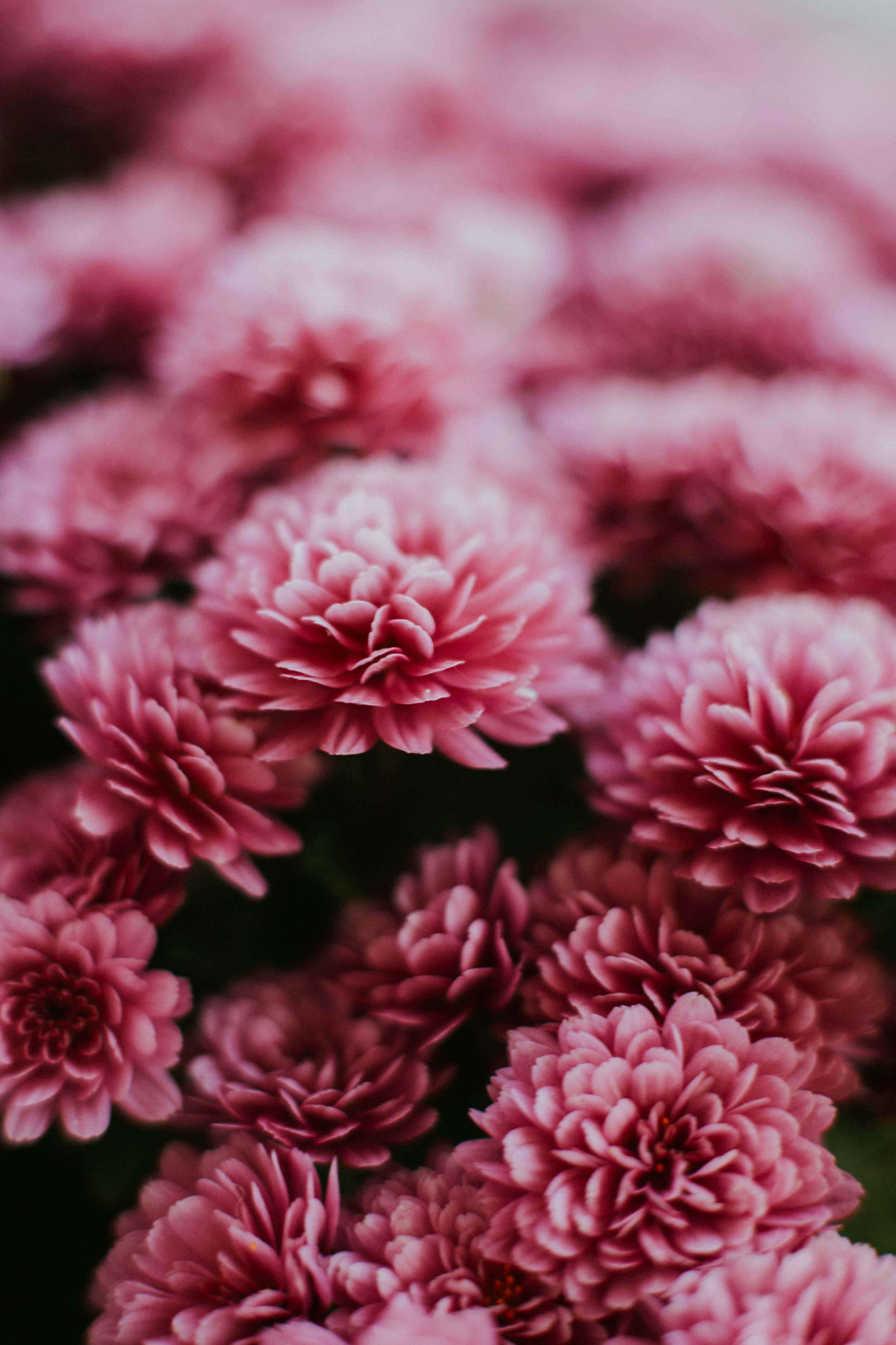 Pink Chrysanthemums 桌布 壁紙 — 柔焦特寫，展現茂盛的粉紅色菊花，花瓣細膩層疊，背景呈現柔和散景效果。