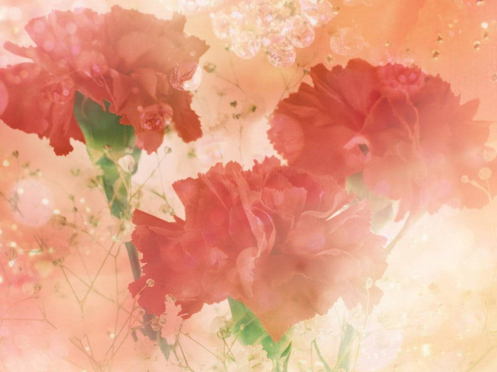 Carnation 桌布 壁紙 — 柔焦紅色康乃馨和滿天星在溫暖的蜜桃色光線中綻放，帶有夢幻般的散景和漂浮粒子。