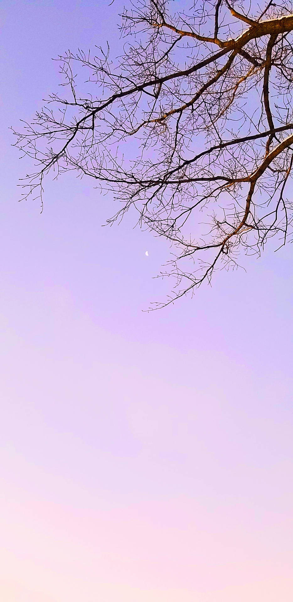 柔粉月色風景 壁紙 — 光禿禿的樹枝剪影在柔和的薰衣草色和粉紅色暮色天空中伸展，伴隨著一彎淡淡的月牙。