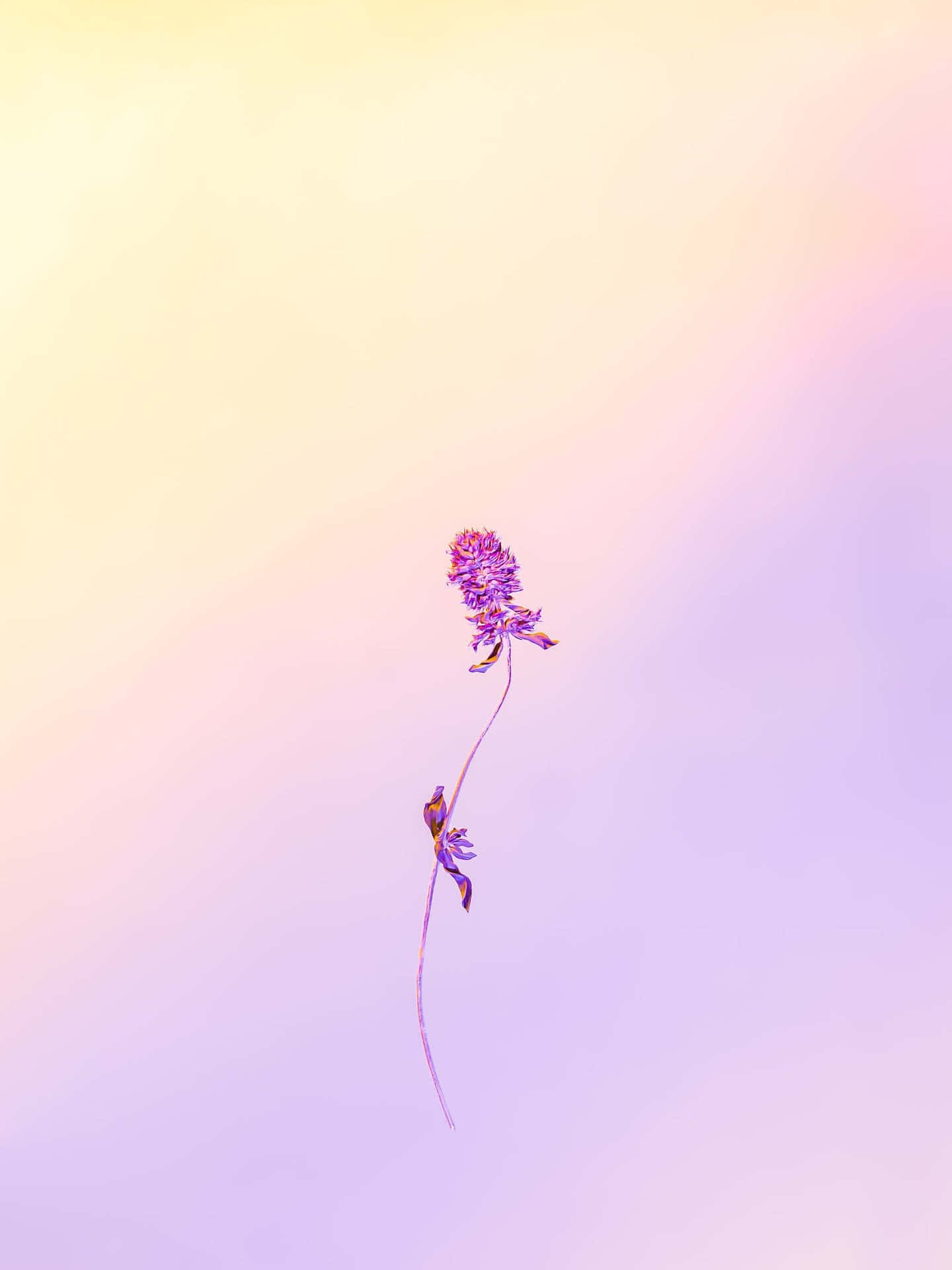 柔粉漸層孤獨花朵 壁紙 — 一朵纖細的紫色花朵，帶有細長的花莖，漂浮在黃色和薰衣草色的柔和漸變天空中。