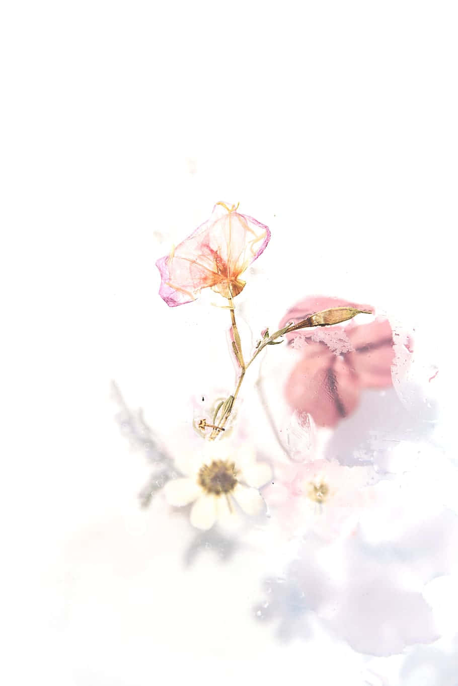 柔粉花卉夢幻風 壁紙 — 柔和的粉紅色和白色精緻乾花，在明亮的白色背景上漂浮，帶有夢幻的水彩渲染效果。