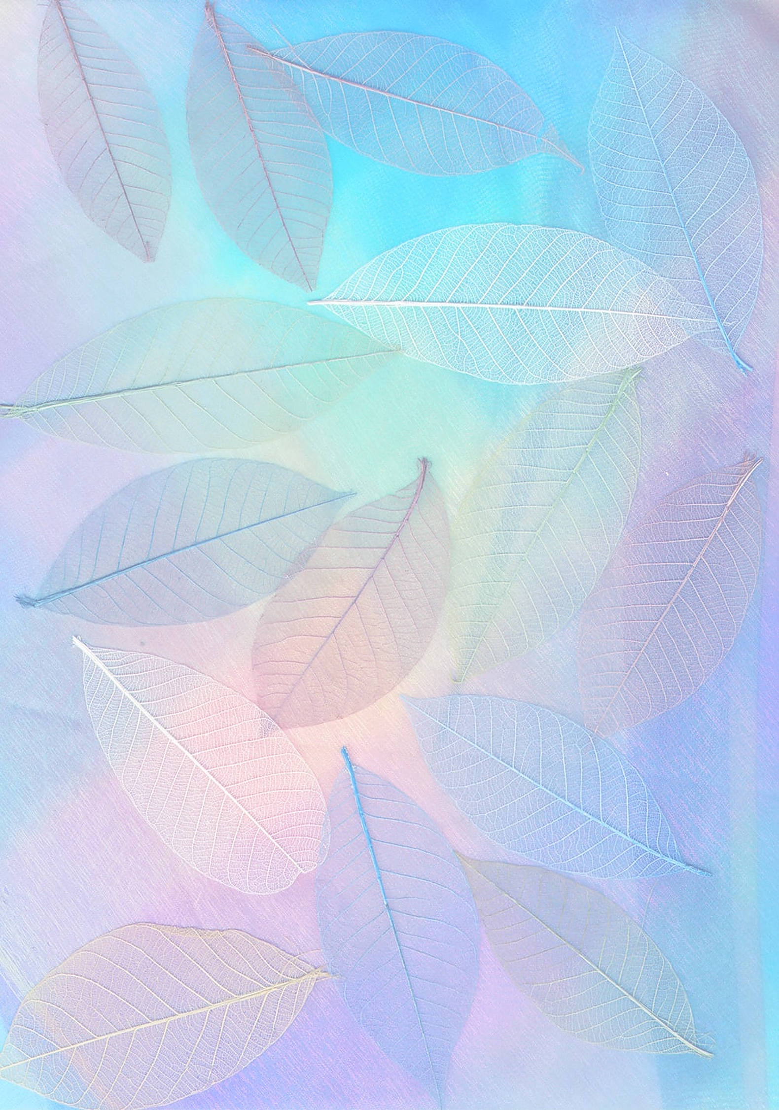 柔粉骨架葉子背景 壁紙 — 精緻的半透明葉片漂浮在柔和漸變的粉藍、粉紅和薰衣草色調上。
