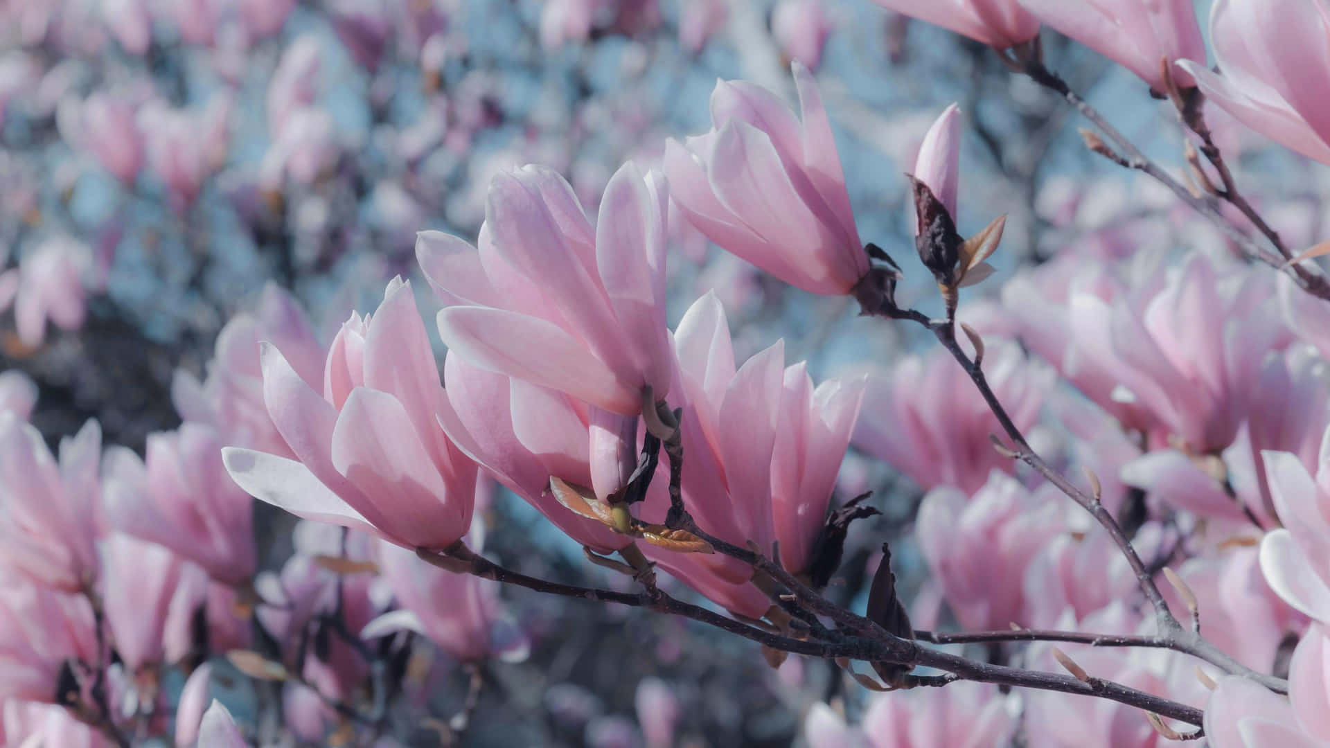 柔美木蘭花田 壁紙 — 柔和的粉紅色木蘭花在深色樹枝上 delicately 綻放，背景是模糊的藍天。