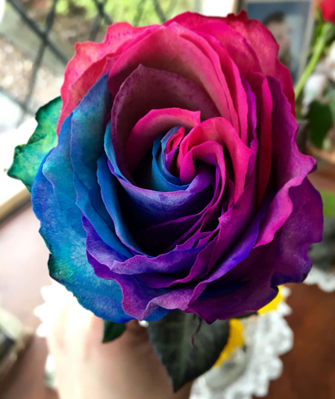 一隻手在室內握著一朵帶有粉紅、藍和紫色花瓣的彩虹玫瑰。