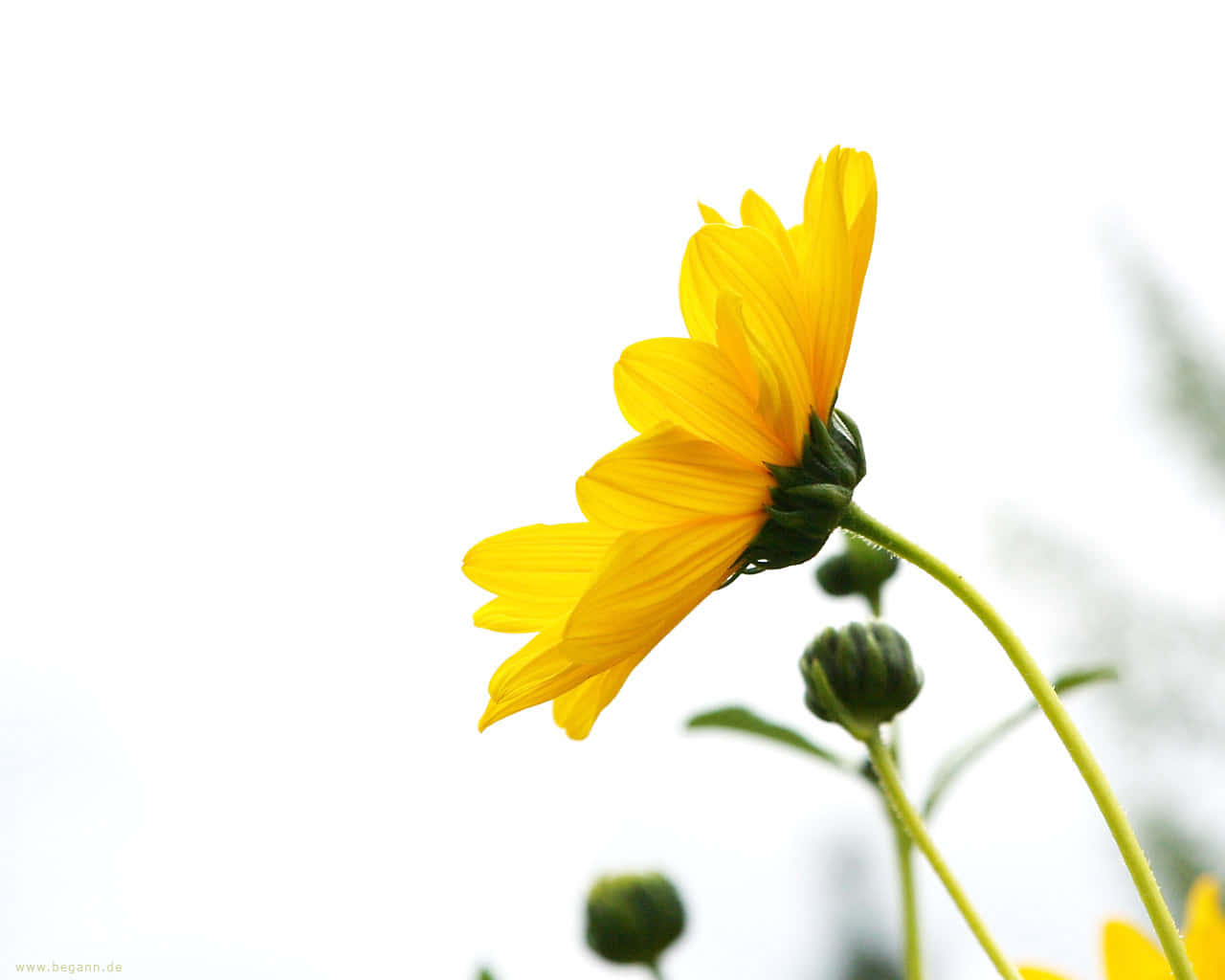 柔美白花，花瓣如雲般輕盈 壁紙 — 一朵鮮黃色的花朵在柔和的白色背景上綻放，帶有綠色的莖和花蕾。