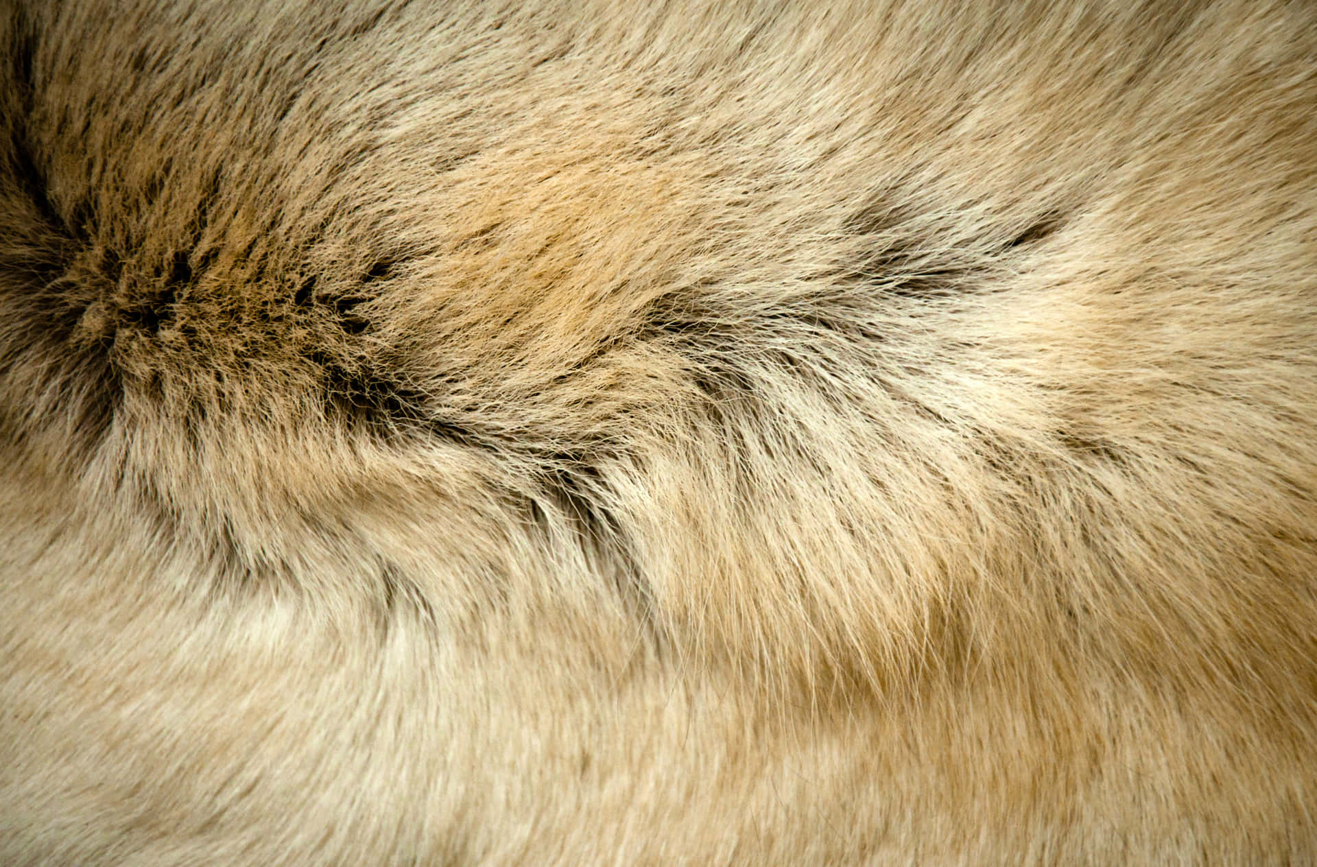 柔軟棕色和米色動物毛皮紋理的近距離特寫。