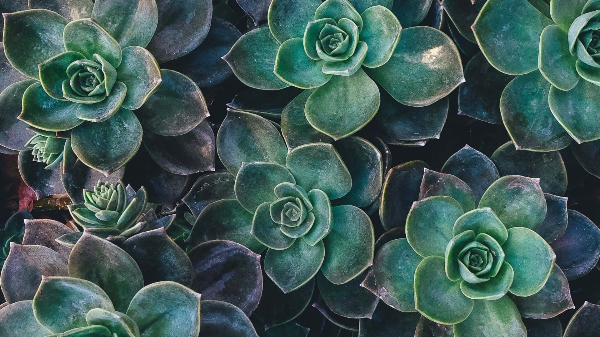 Vintage Aesthetic Plant 桌布 壁紙 — 柔軟光線下，茂密綠色多肉植物的特寫，帶有層疊蓮座和細微藍色調。
