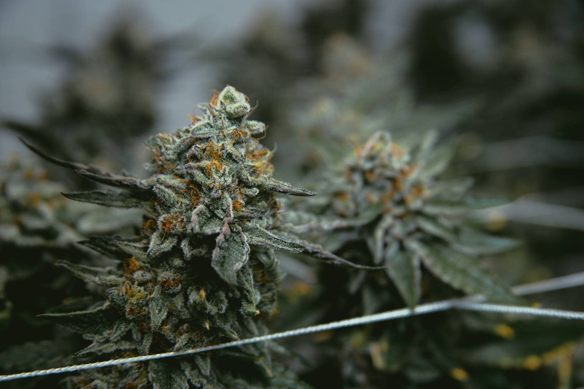 特寫鏡頭：帶有霜和橙色雌蕊的大麻花蕾。