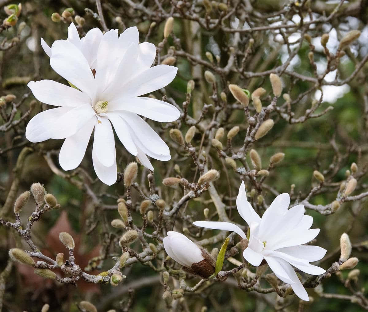 Flower Tree 桌布 壁紙 — 柔軟模糊的綠色背景下，裸露樹枝上盛開的嬌嫩白色木蘭花和絨毛花蕾的特寫。