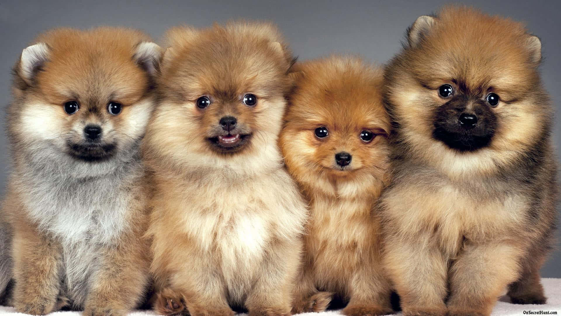 四隻可愛的毛茸茸博美犬幼犬並排而坐。