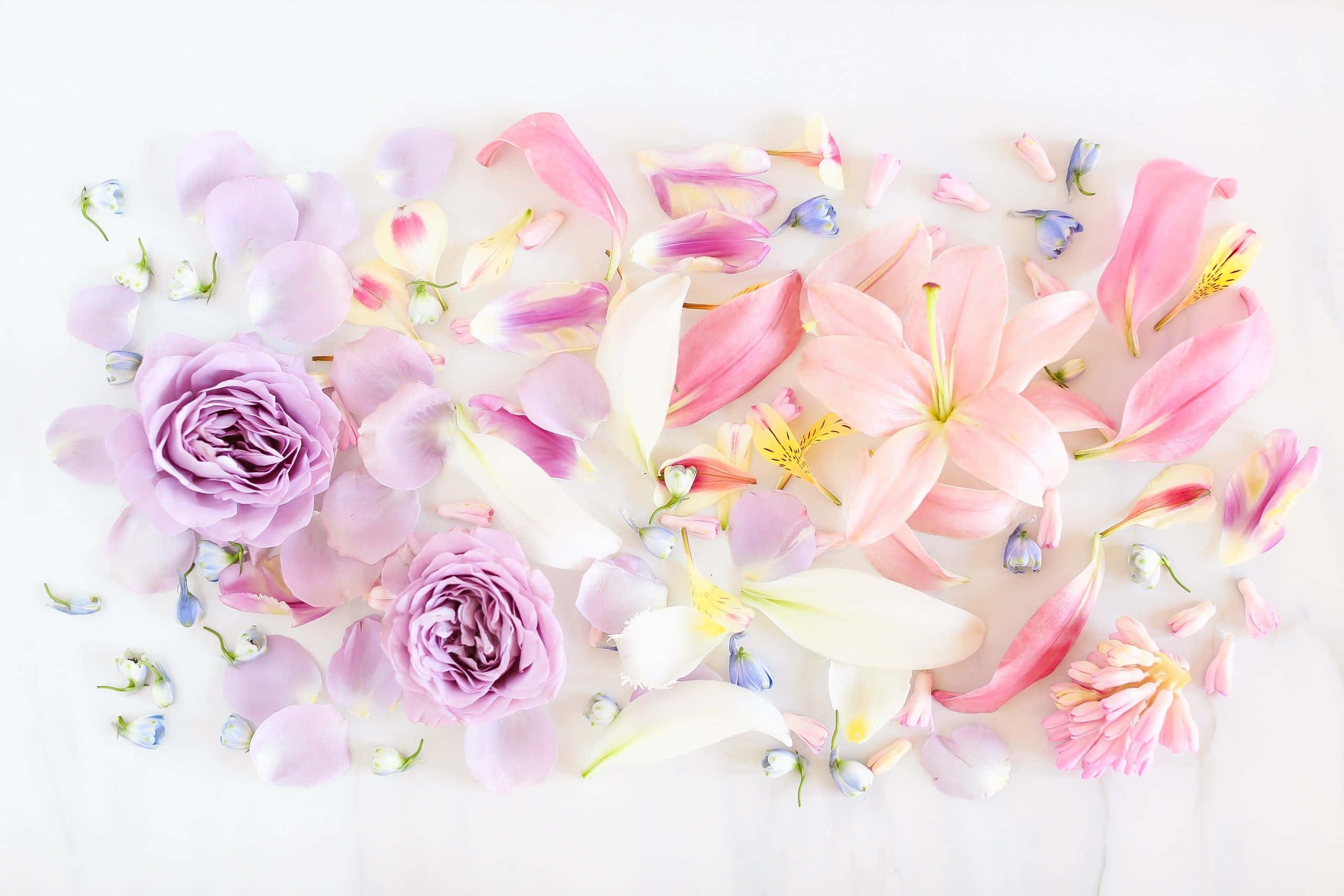 Spring Pastel 桌布 壁紙 — 柔軟白色大理石表面上散落著粉紅、白色和薰衣草色花瓣與花朵的細膩平鋪佈置。