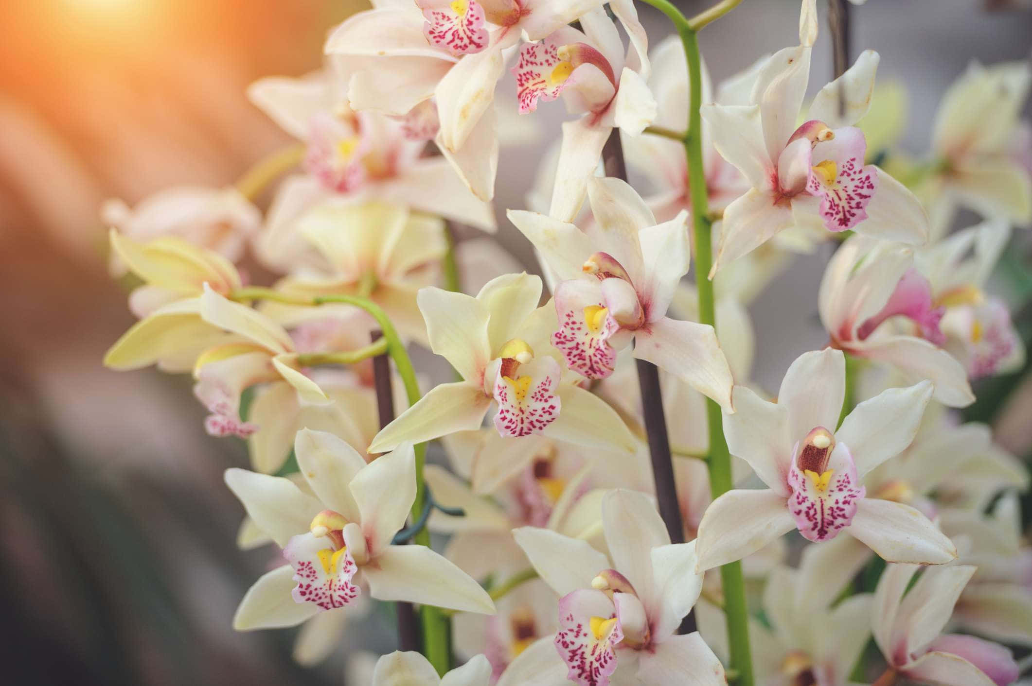 Orchid 桌布 壁紙 — 柔軟的奶油色蘭花帶有粉紅色斑點中心，在溫暖的金色背景下輕輕綻放。