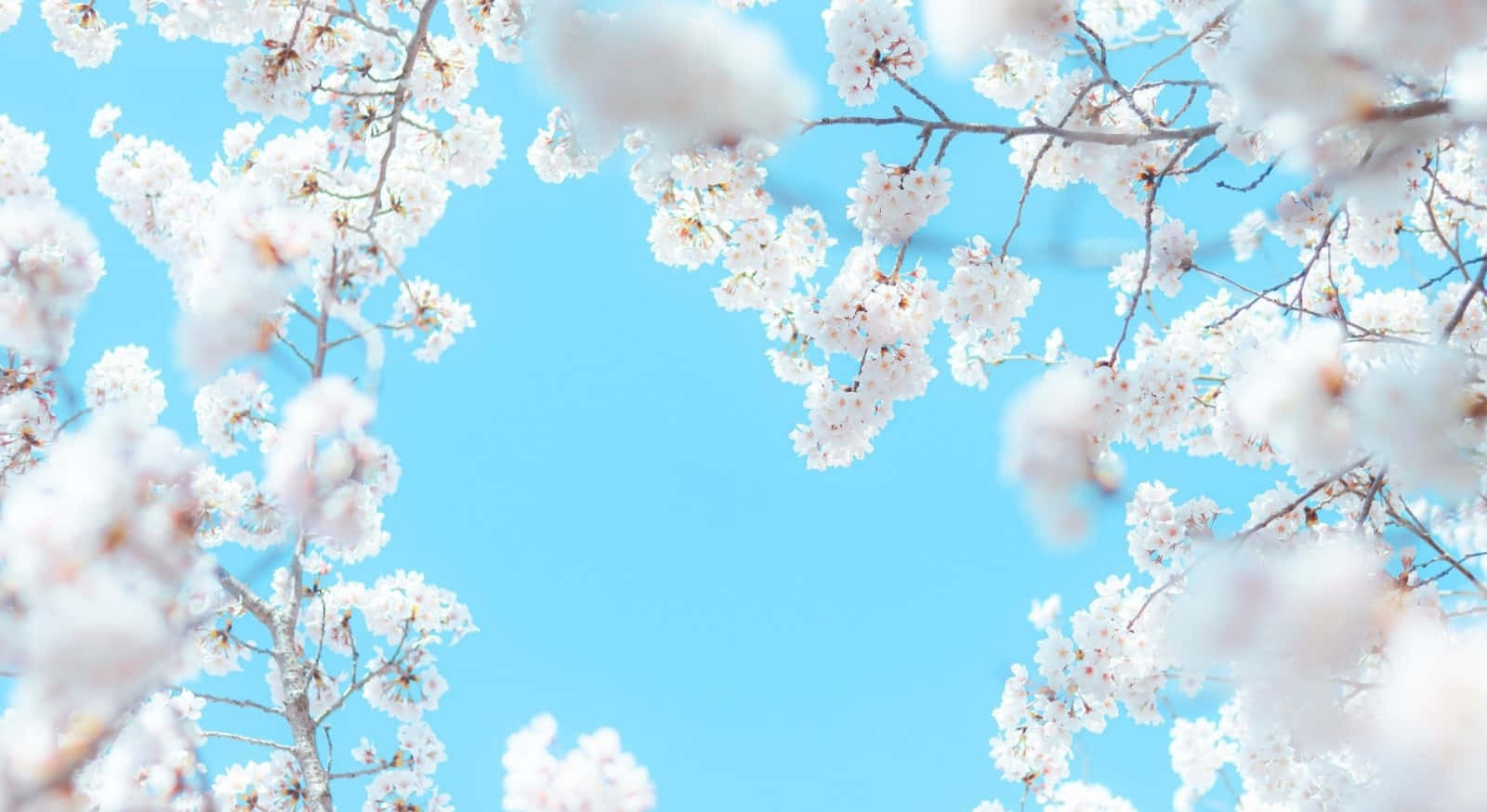 Spring Sky 桌布 壁紙 — 柔軟的白色櫻花在夢幻般的春天場景中襯托出清澈的藍天。